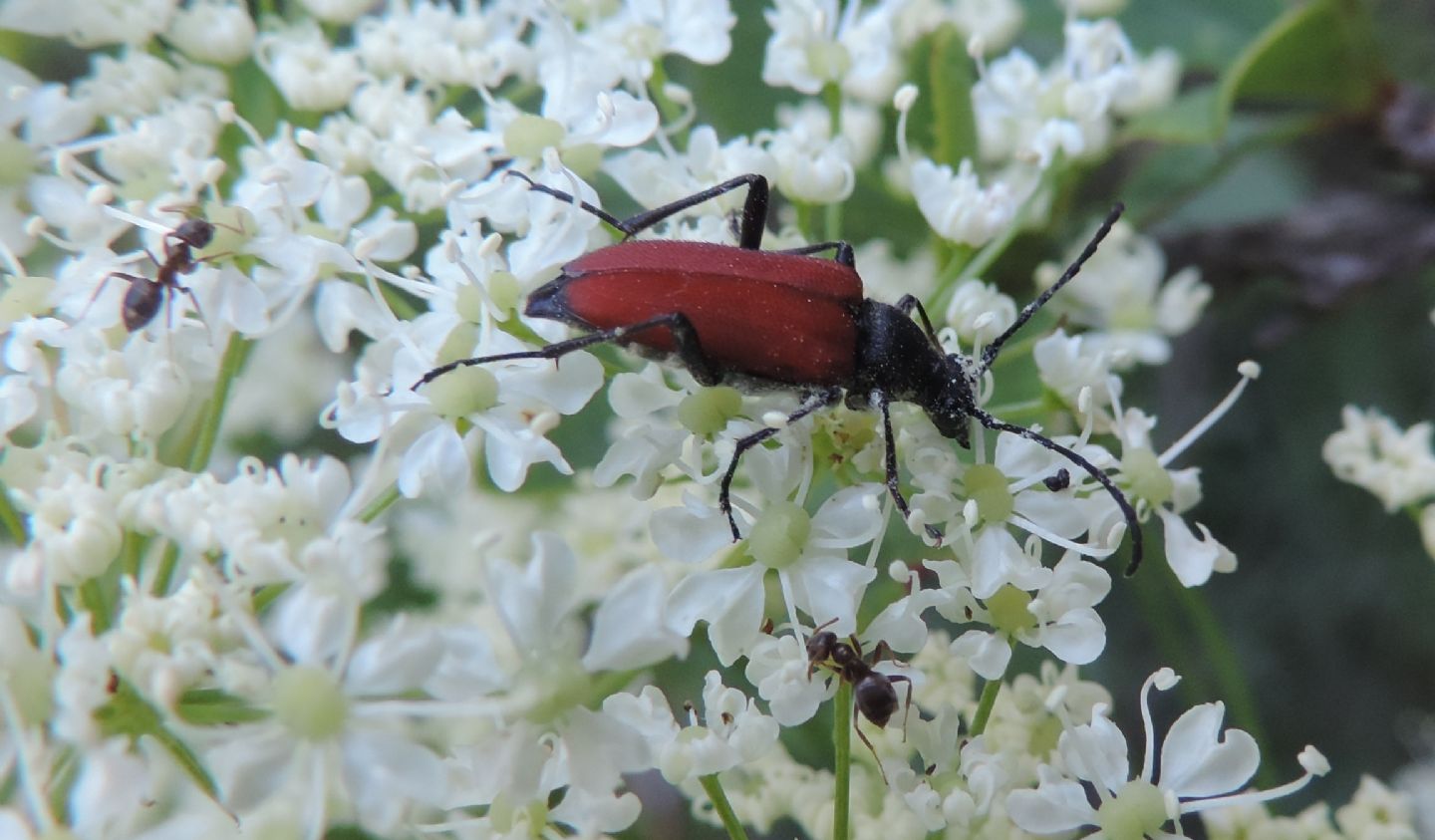 Cerambycidae: Anastrangalia sanguinolenta?  S !