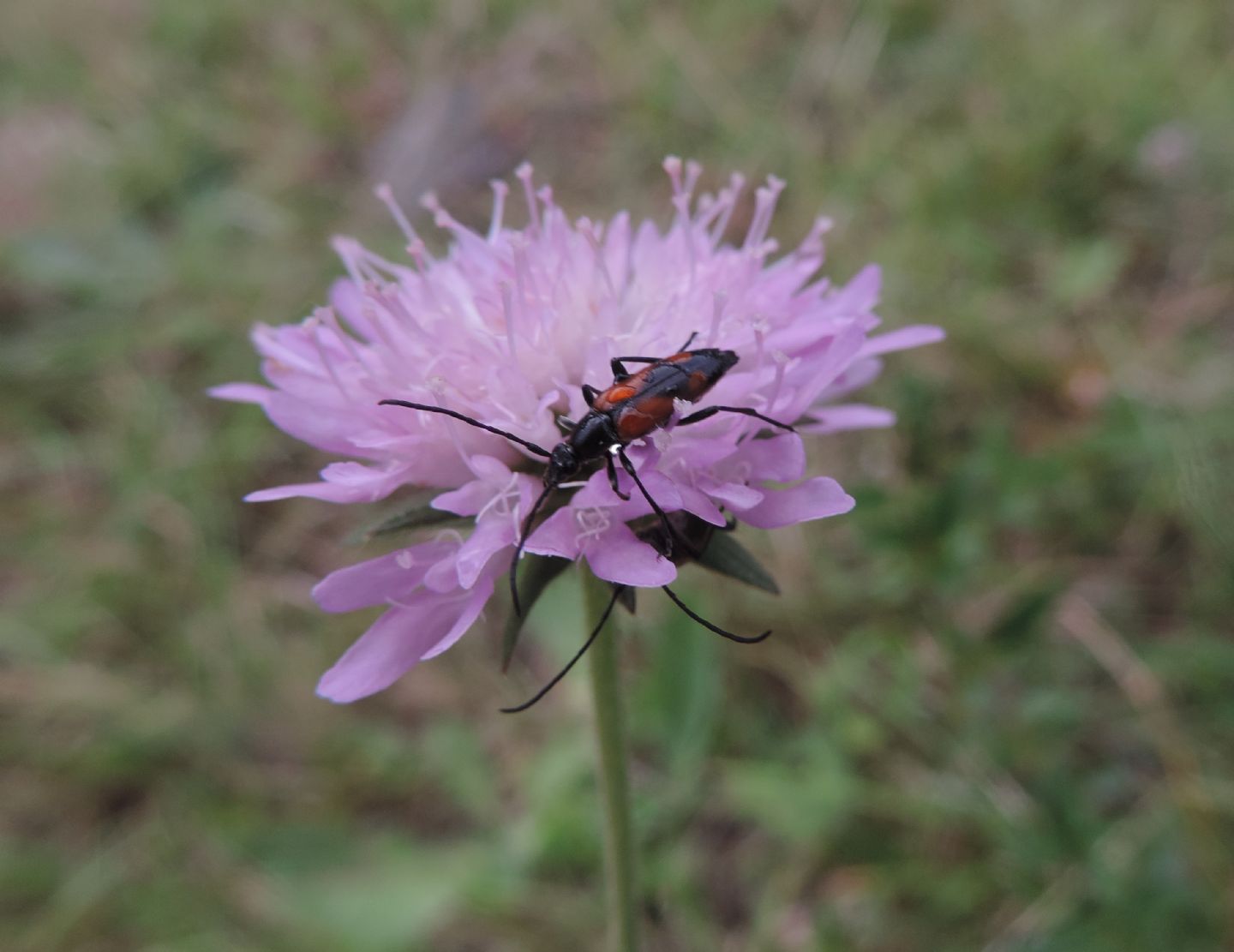 Centaurea?  No, Knautia sp. (Caprifloiaceae)