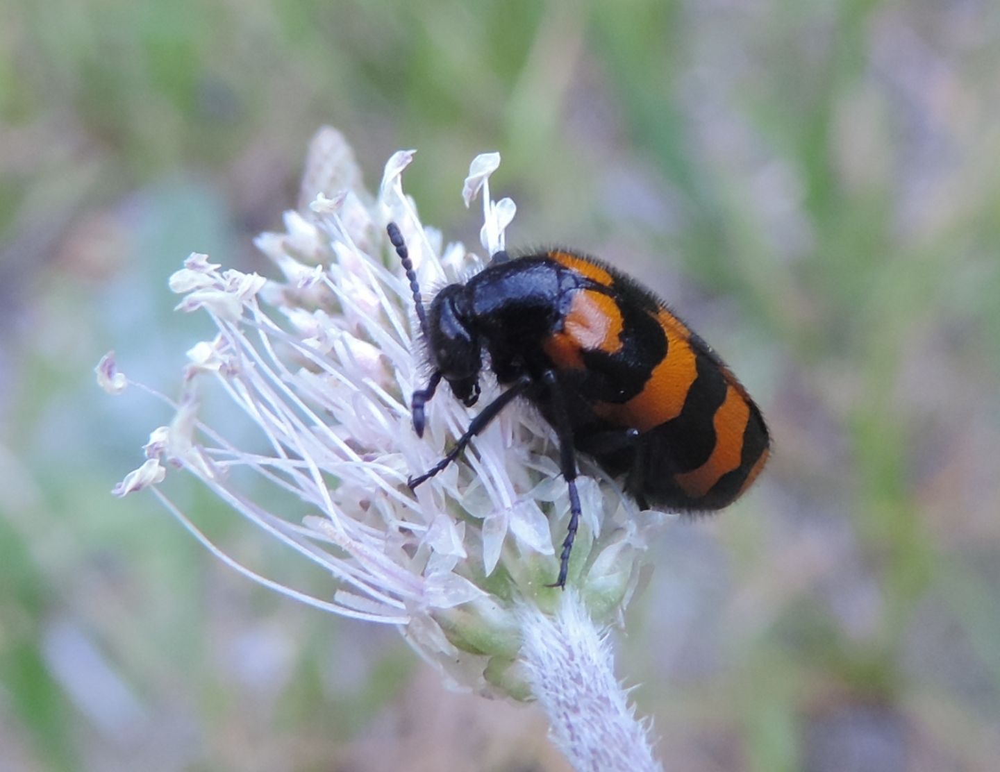 Meloidae da identificare:  Hycleus polymorphus