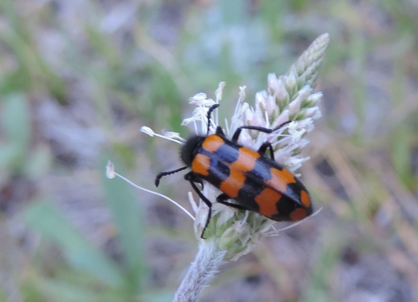 Meloidae da identificare:  Hycleus polymorphus