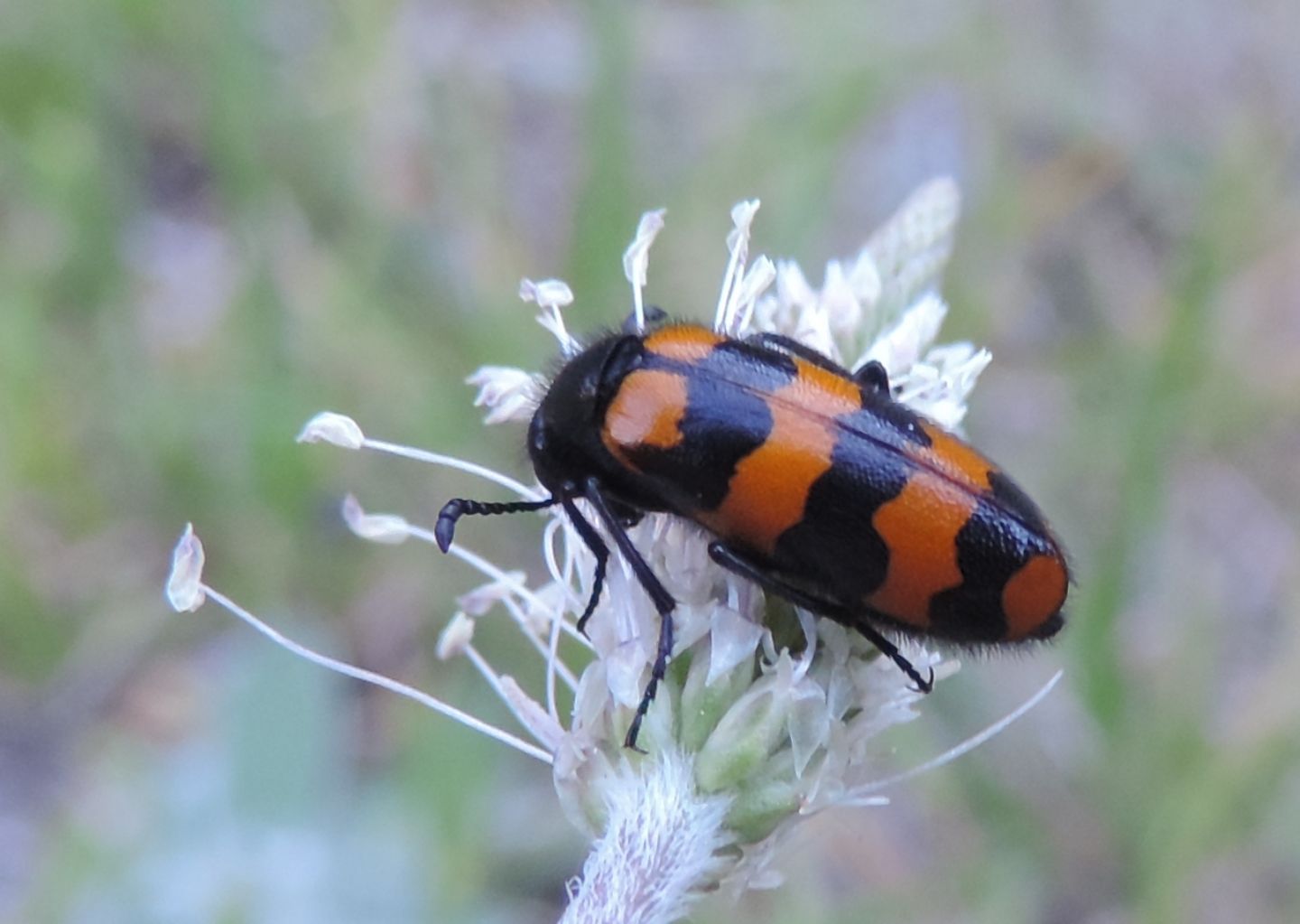 Meloidae da identificare:  Hycleus polymorphus