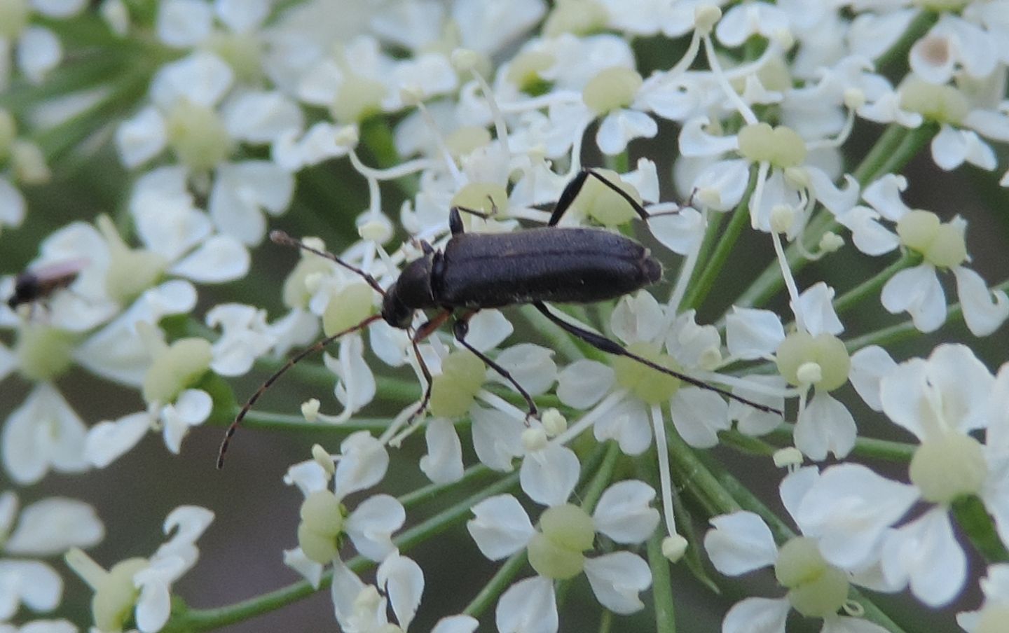 Oedemeridae?  No, Cerambycidae: Grammoptera ruficornis, femmina