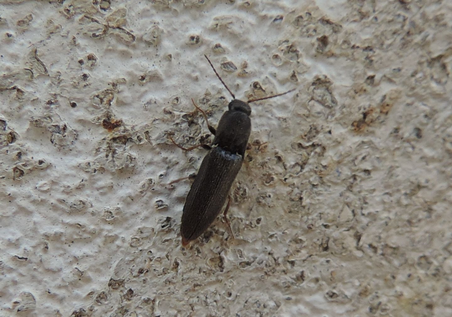 Elateridae spagnolo:   Agriotes ustulatus, maschio