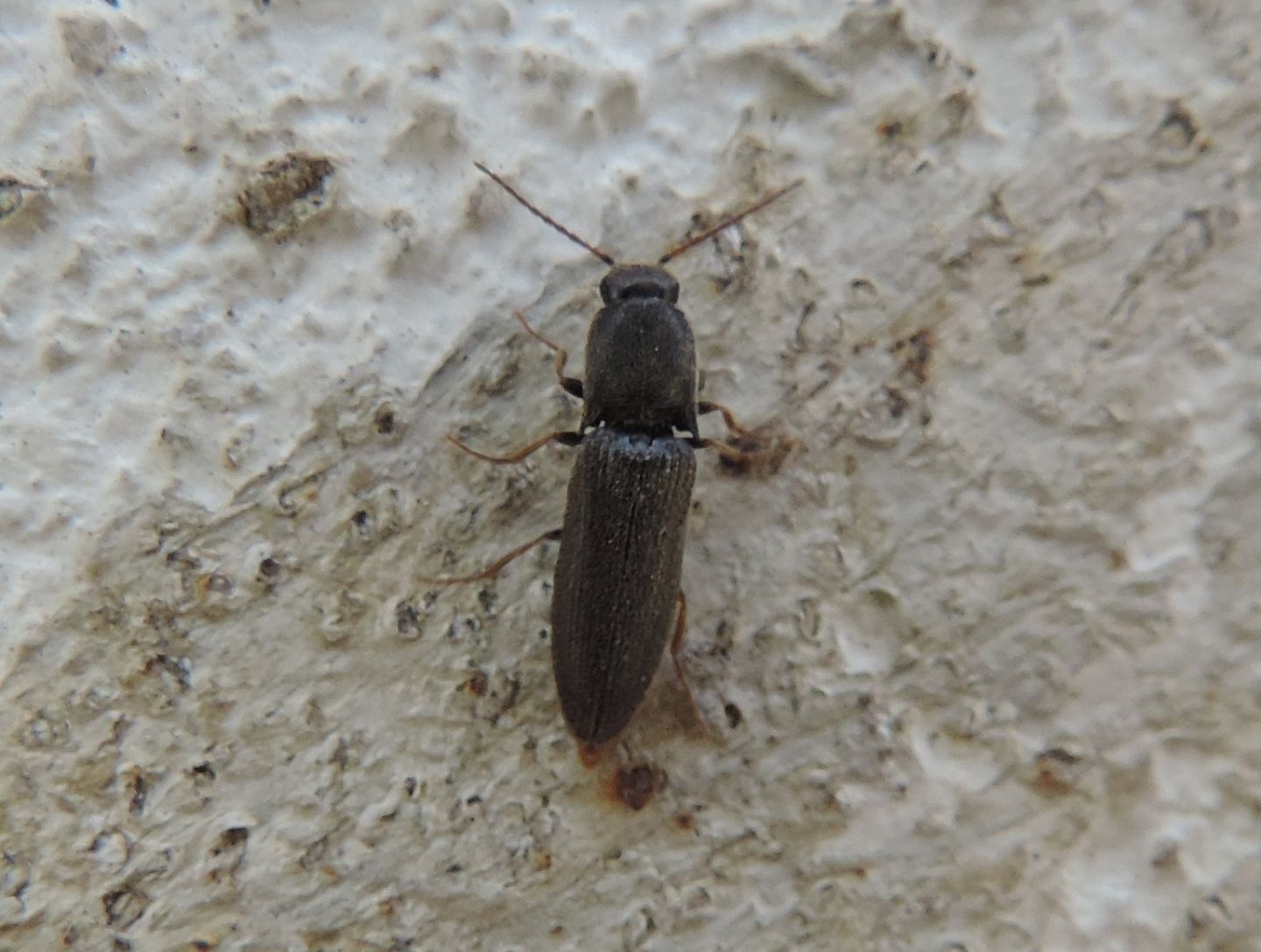 Elateridae spagnolo:   Agriotes ustulatus, maschio