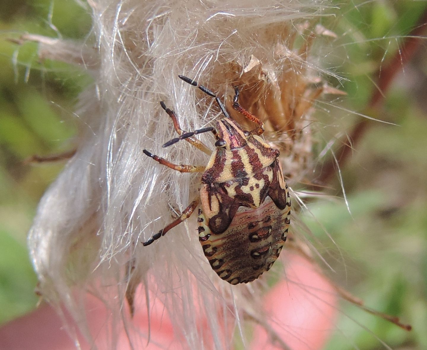 Carpocoris?