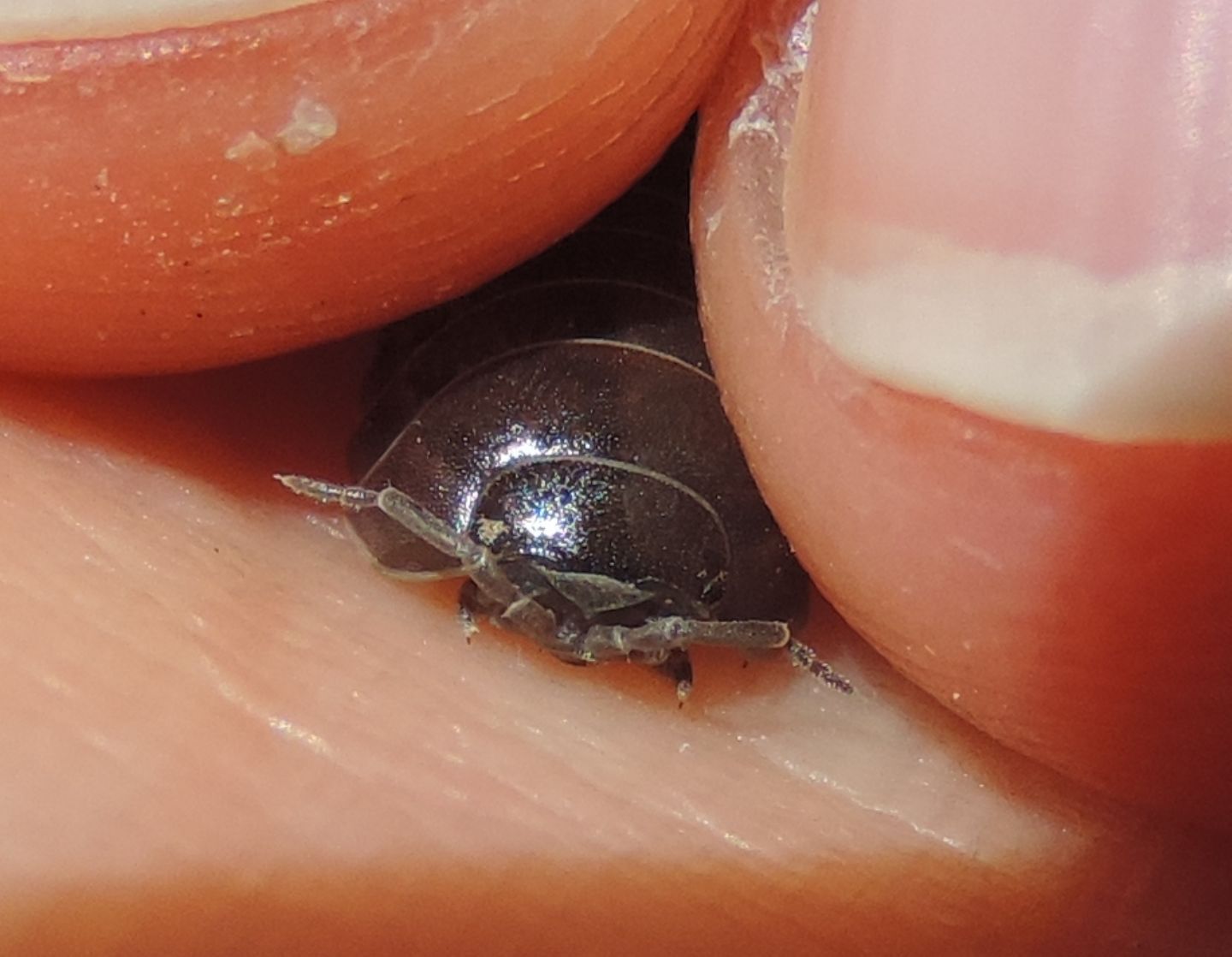 Armadillidium?