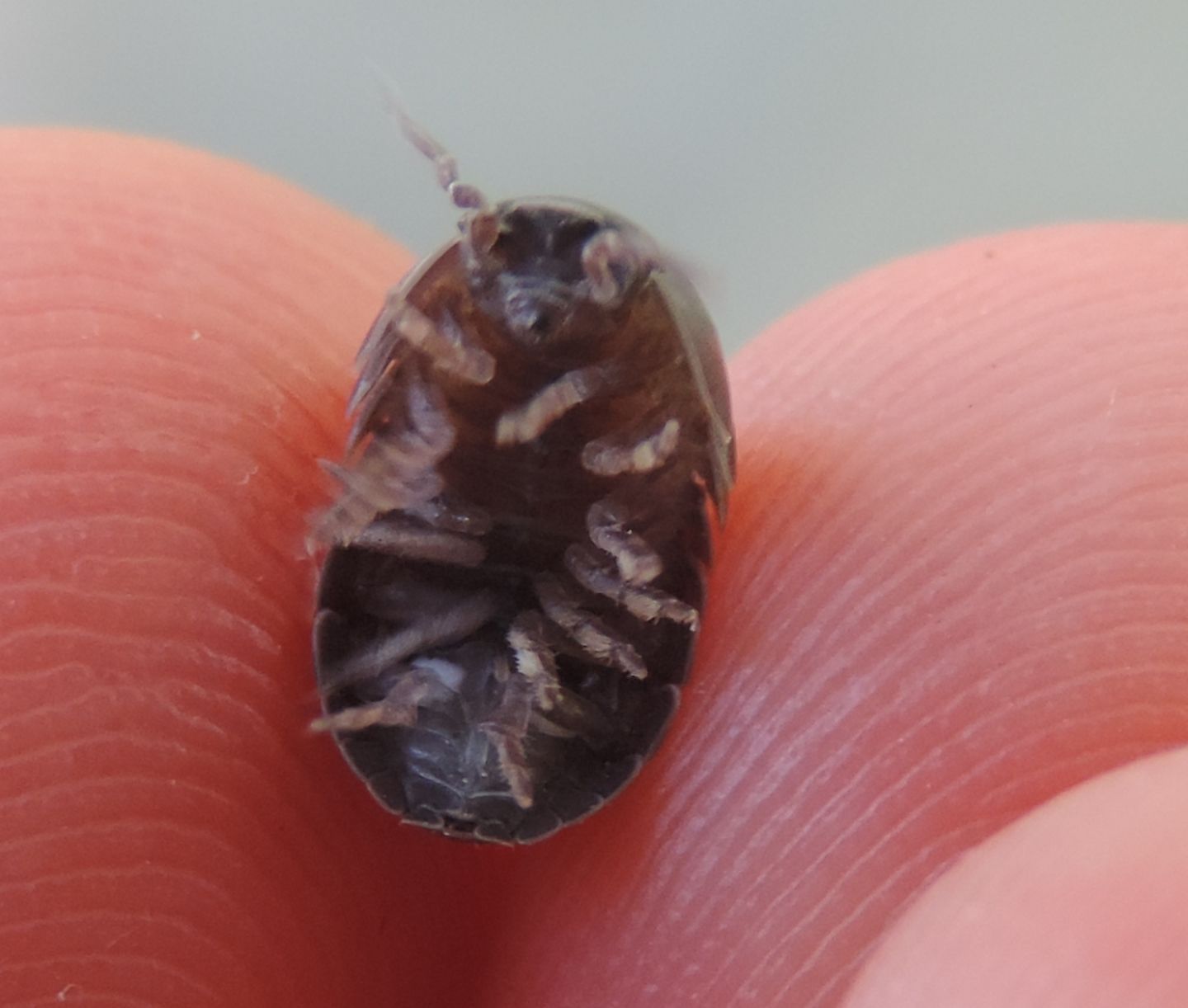 Armadillidium?