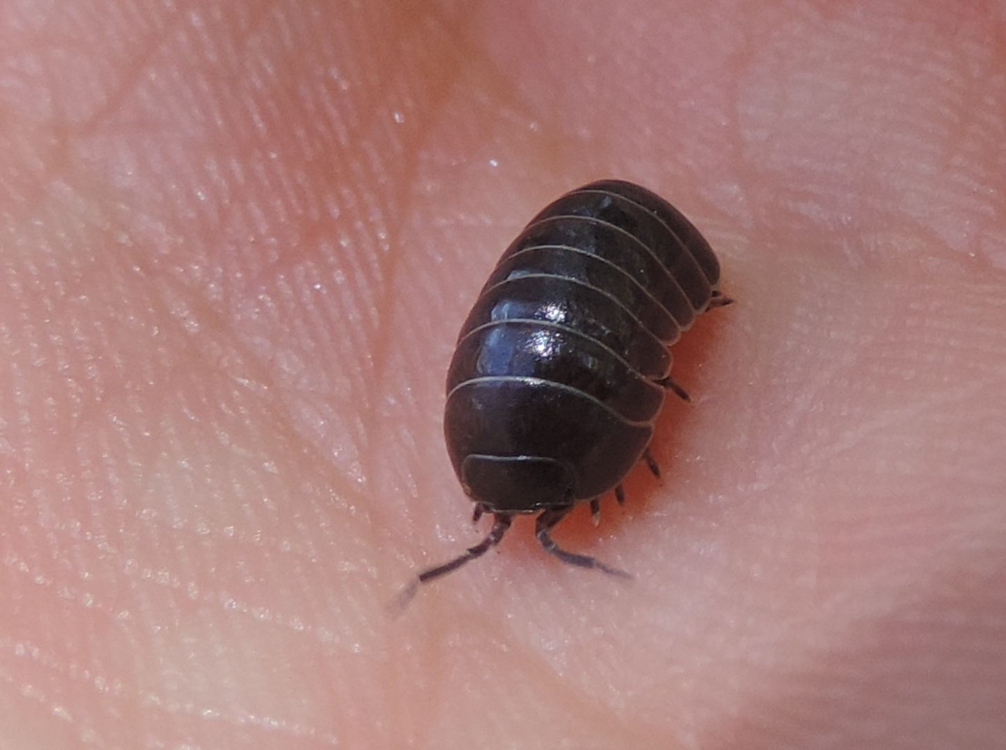 Armadillidium?