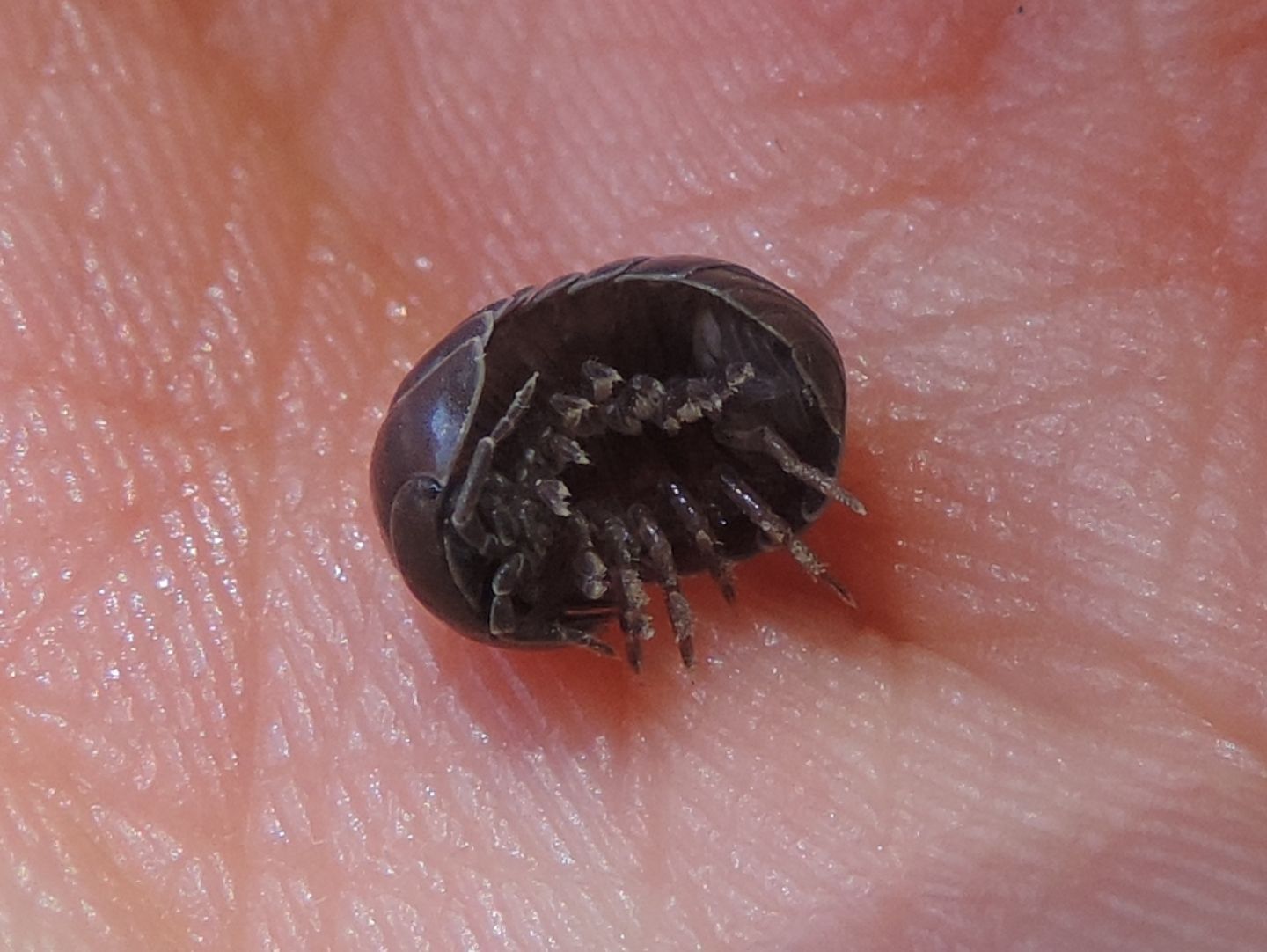 Armadillidium?