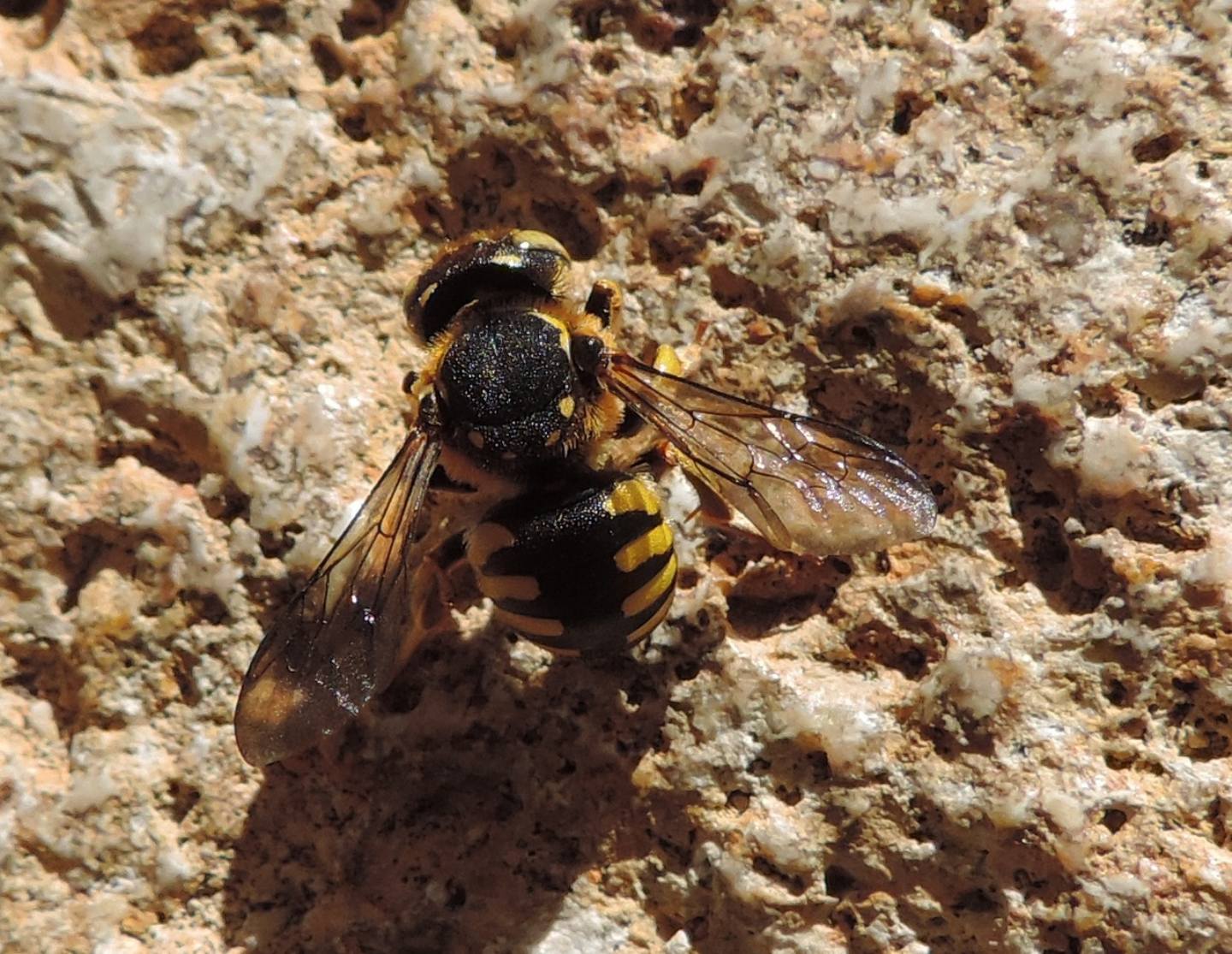 Megachilidae spagnolo da identificare: Anthidium cfr. florentinum