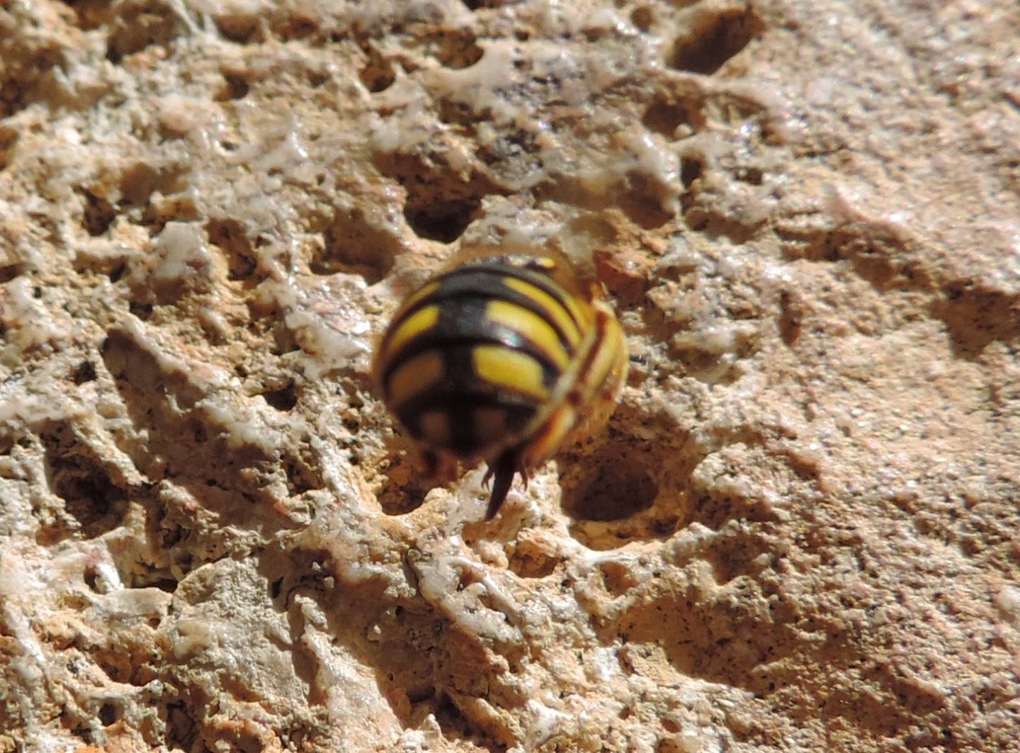 Megachilidae spagnolo da identificare: Anthidium cfr. florentinum