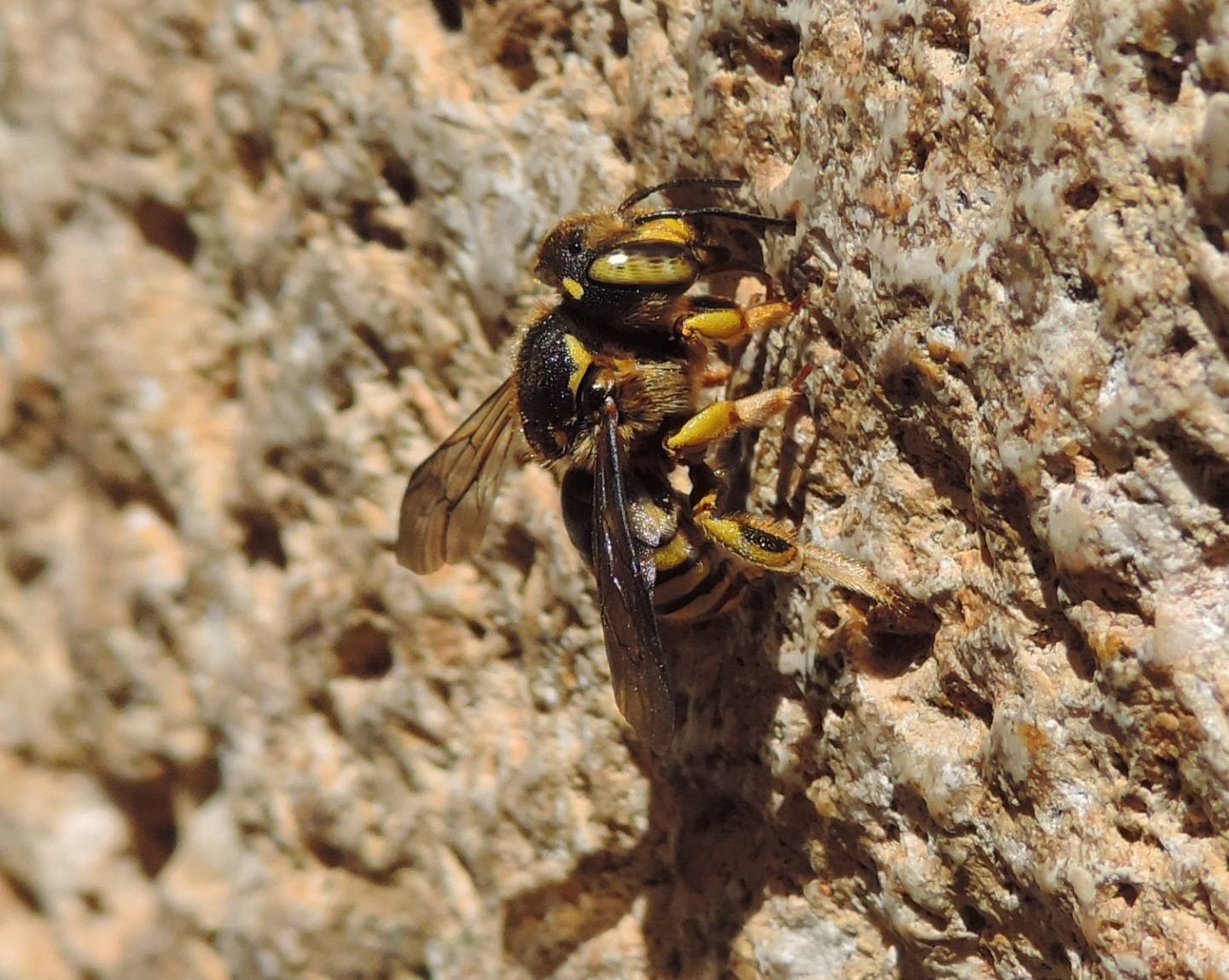 Megachilidae spagnolo da identificare: Anthidium cfr. florentinum