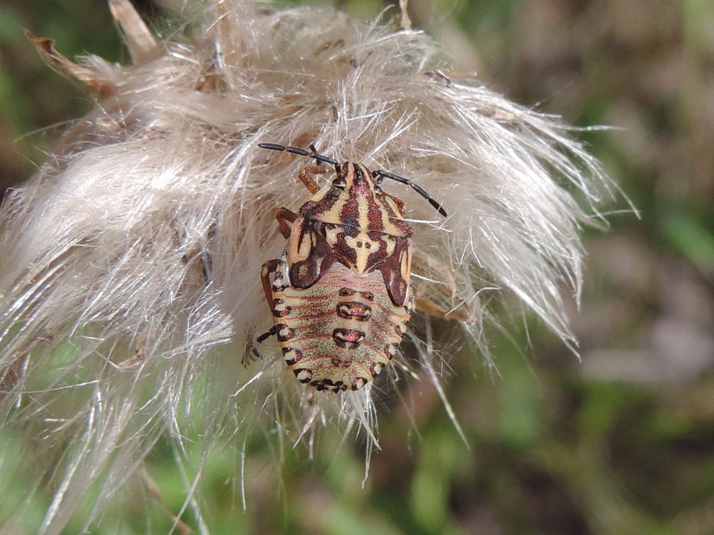 Carpocoris?