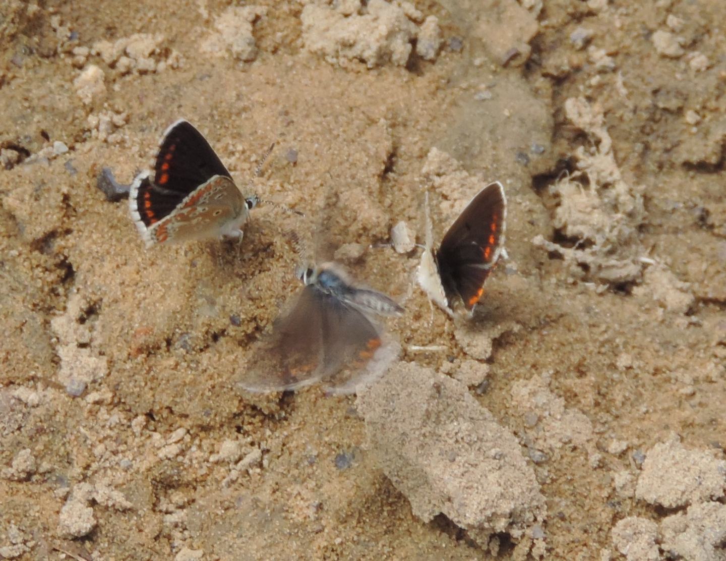 Assembramento cantabrico