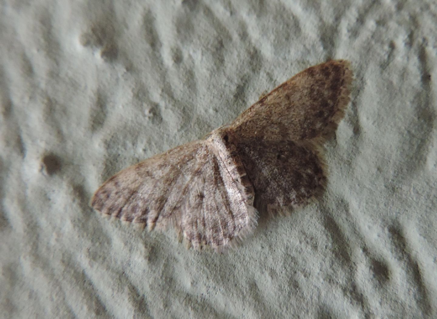 Idaea?  S, Idaea inquinata