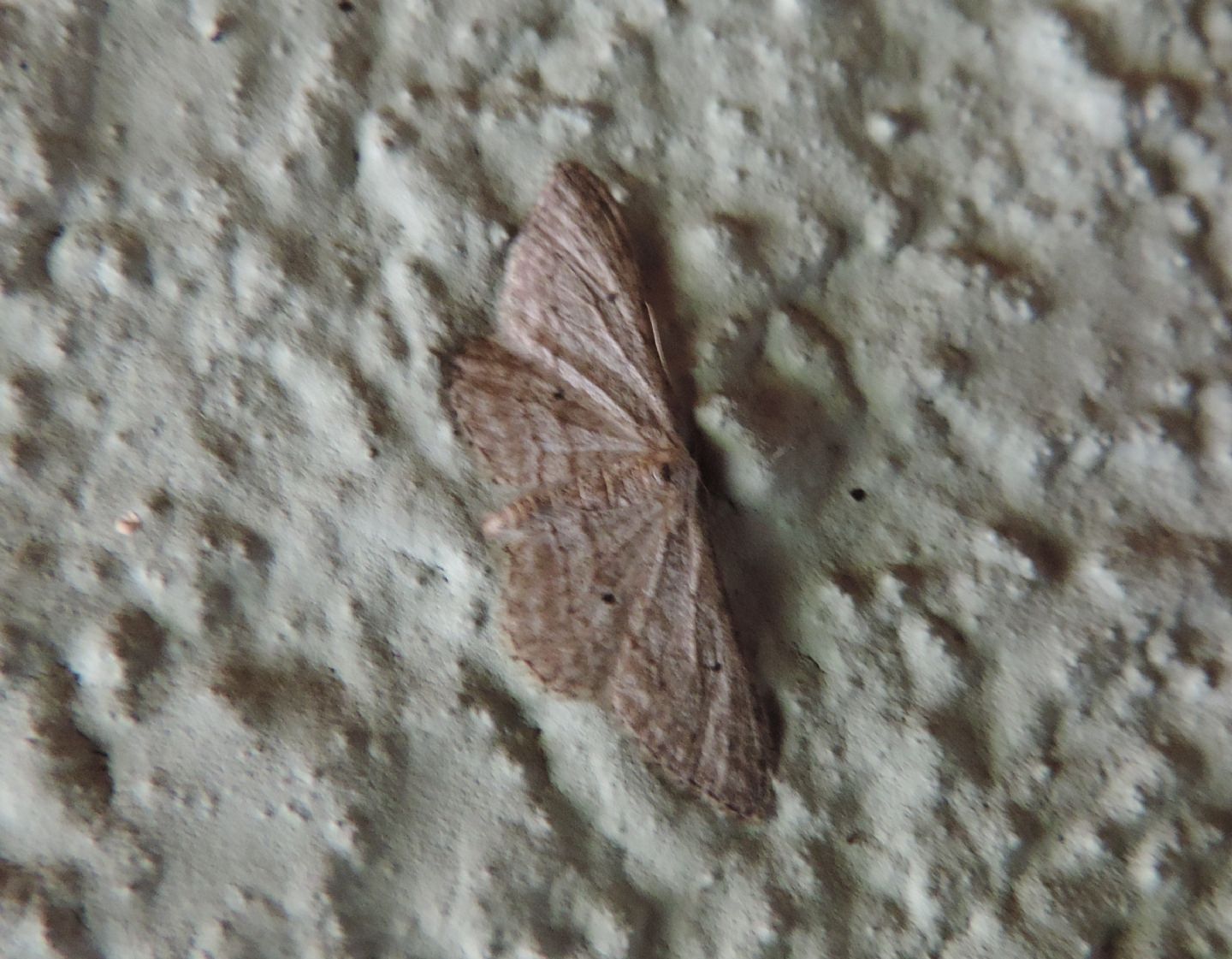 altro Geometridae: Idaea calunetaria