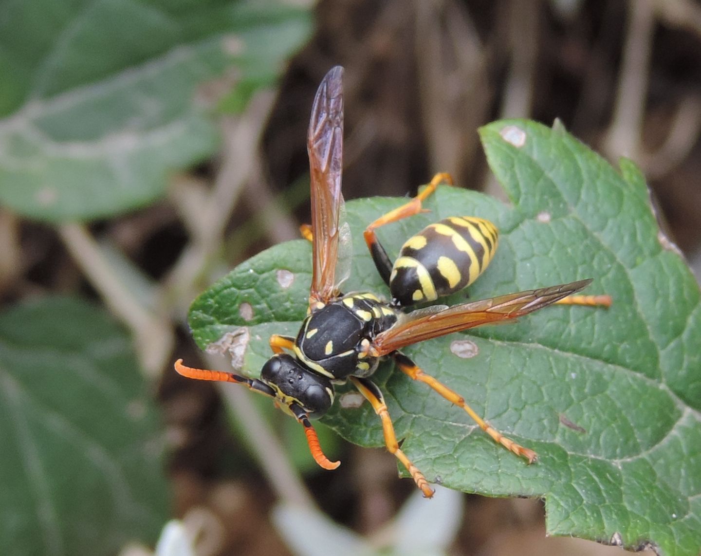 Quale Polistes?   Polistes dominula, maschio