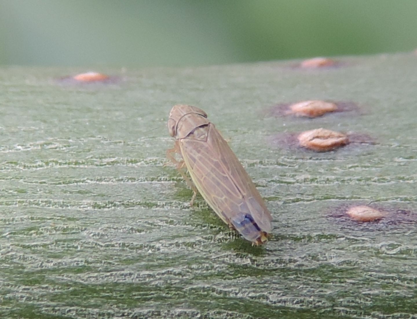 Cicadellidae:  Psammotettix sp.?  S !