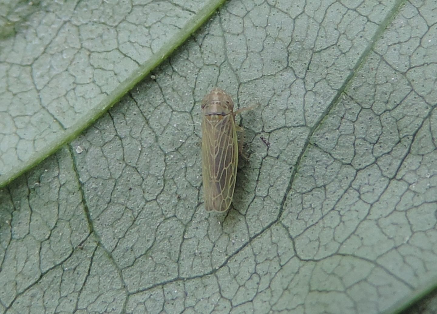 Cicadellidae:  Psammotettix sp.?  S !