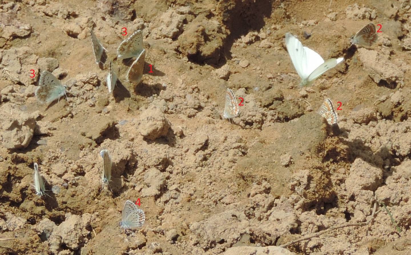 Assembramento cantabrico