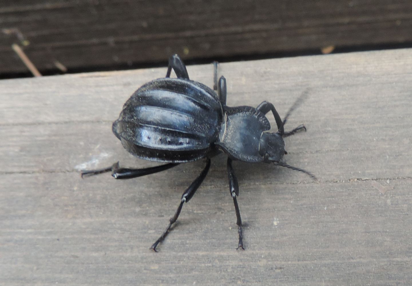 Tenebrionidae: Akis granulifera