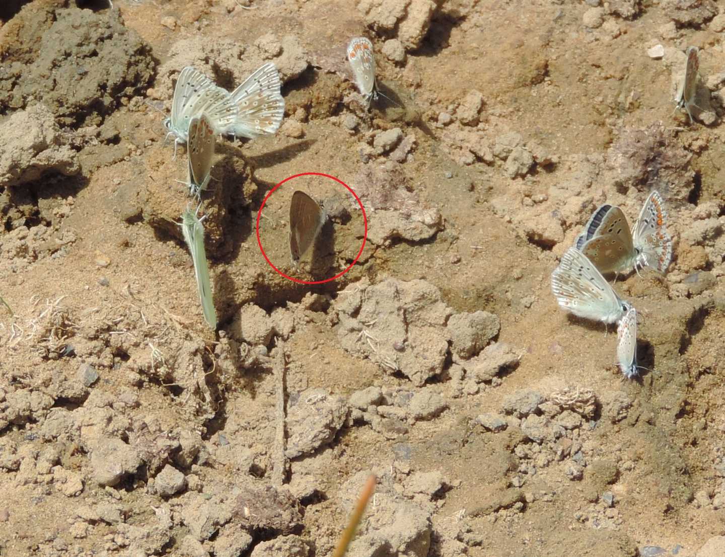 Assembramento cantabrico