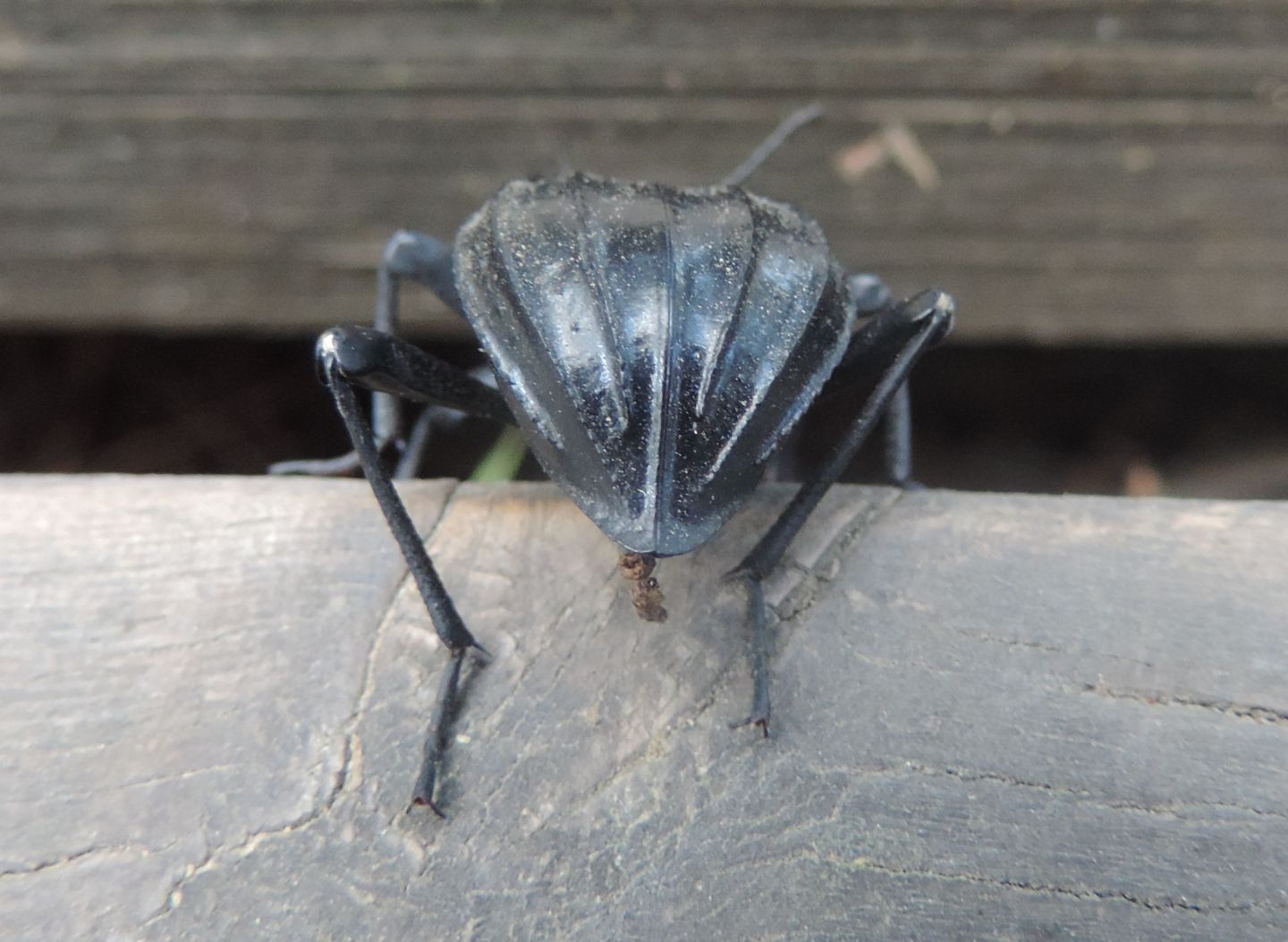 Tenebrionidae: Akis granulifera