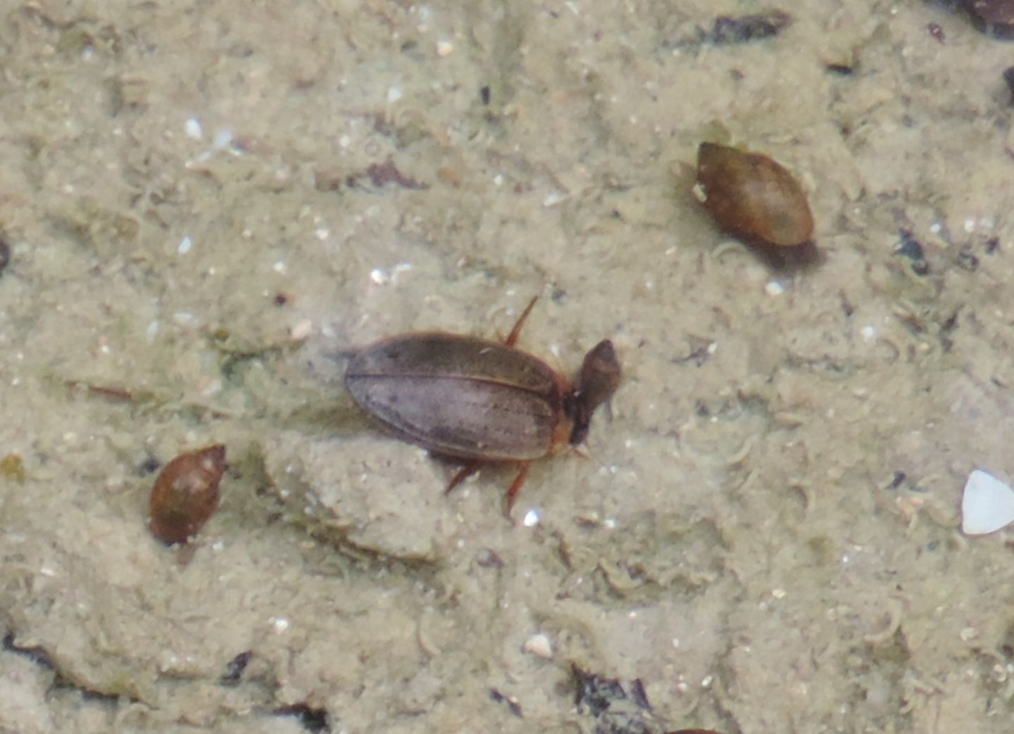 Dytiscidae basco: Rhantus sp.
