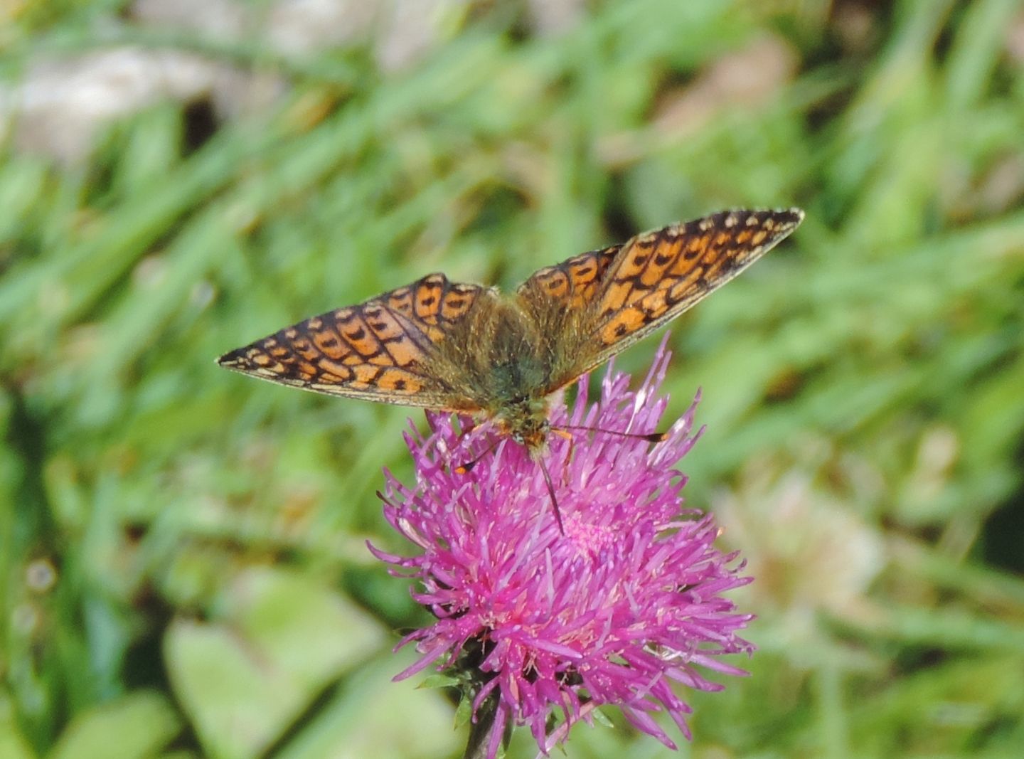 Boloria? S, Boloria (Boloria) napaea - Nymphalidae