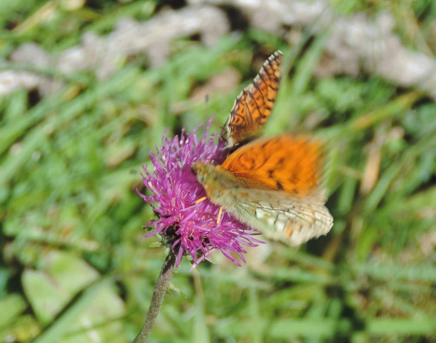 Boloria? S, Boloria (Boloria) napaea - Nymphalidae