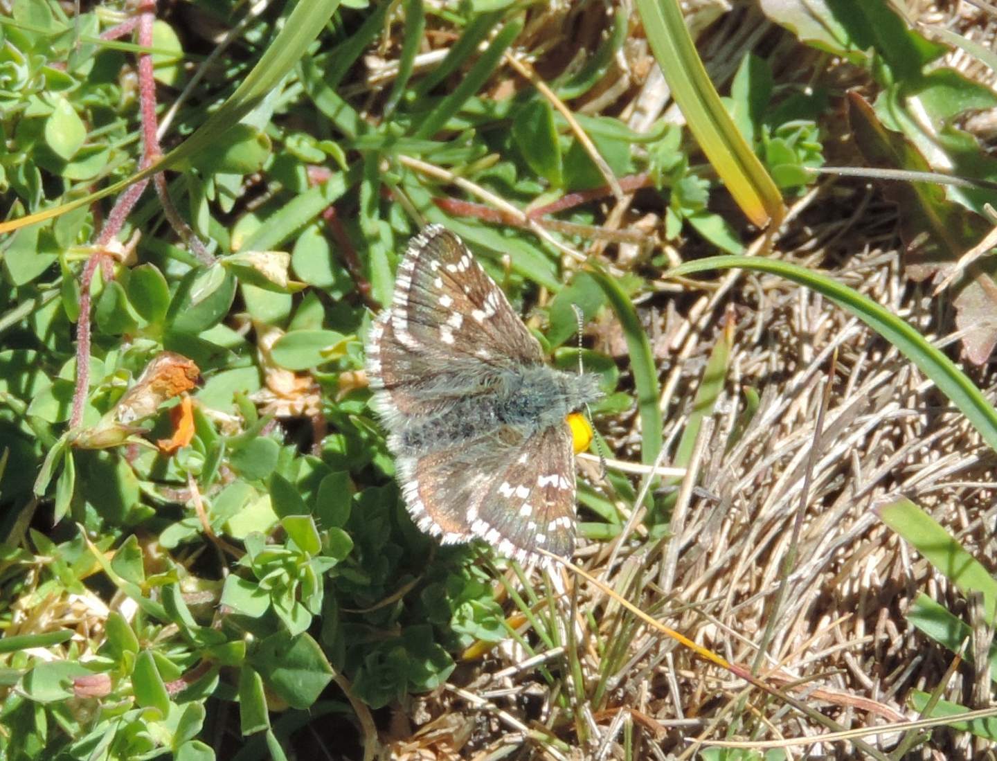 Quale Pyrgus? Pyrgus sp. - Hesperiidae