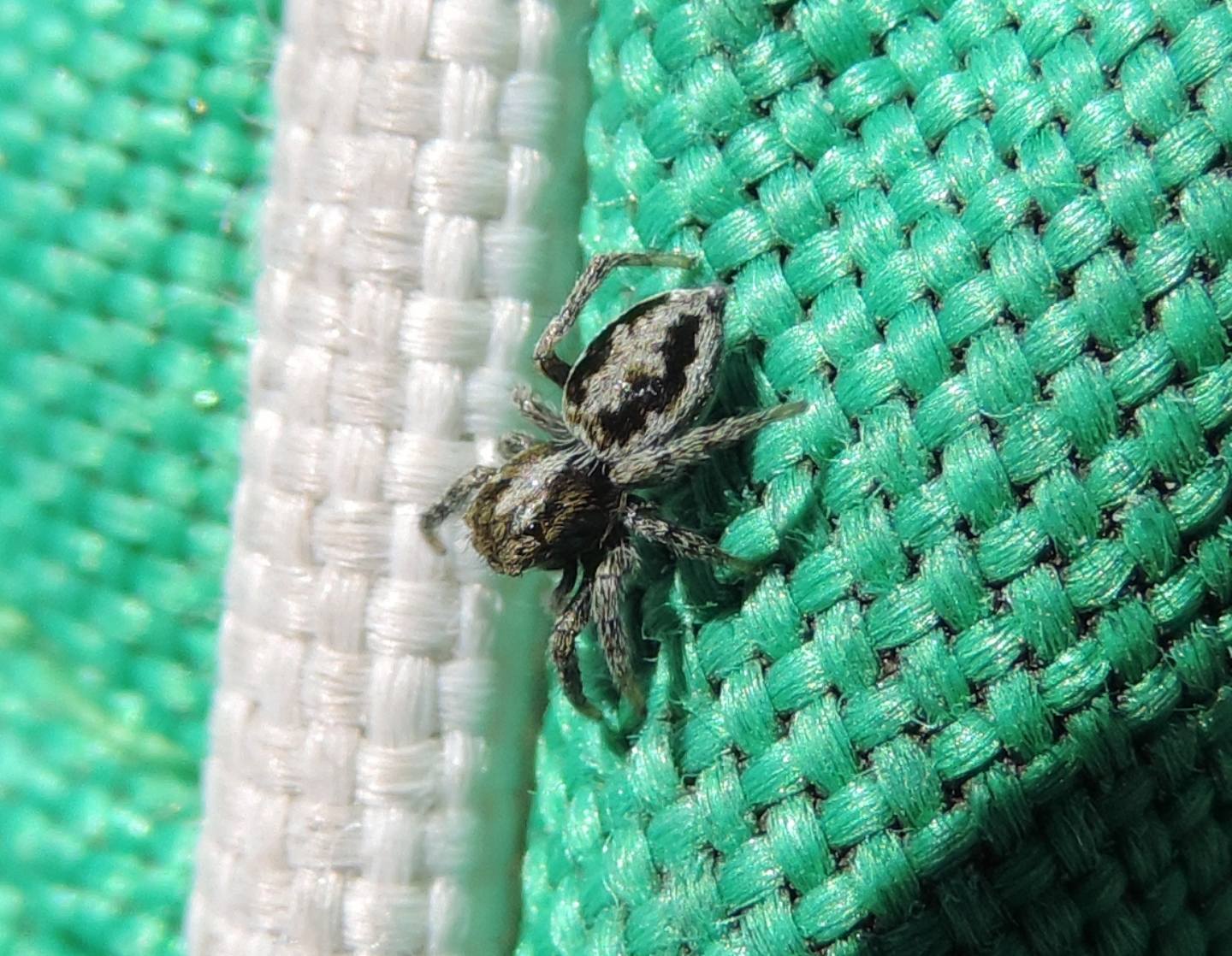 Salticidae d''alta quota