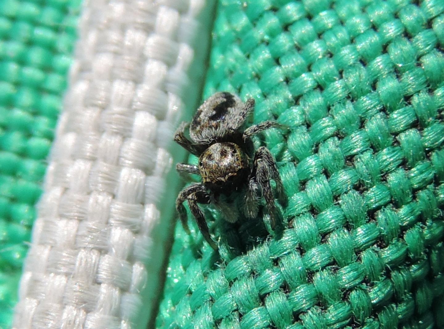 Salticidae d''alta quota