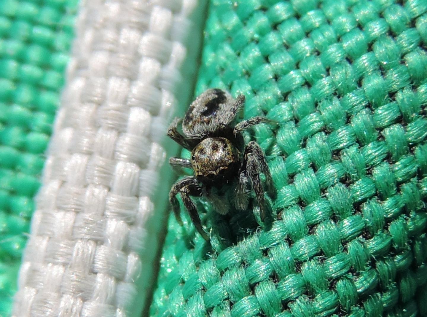 Salticidae d''alta quota