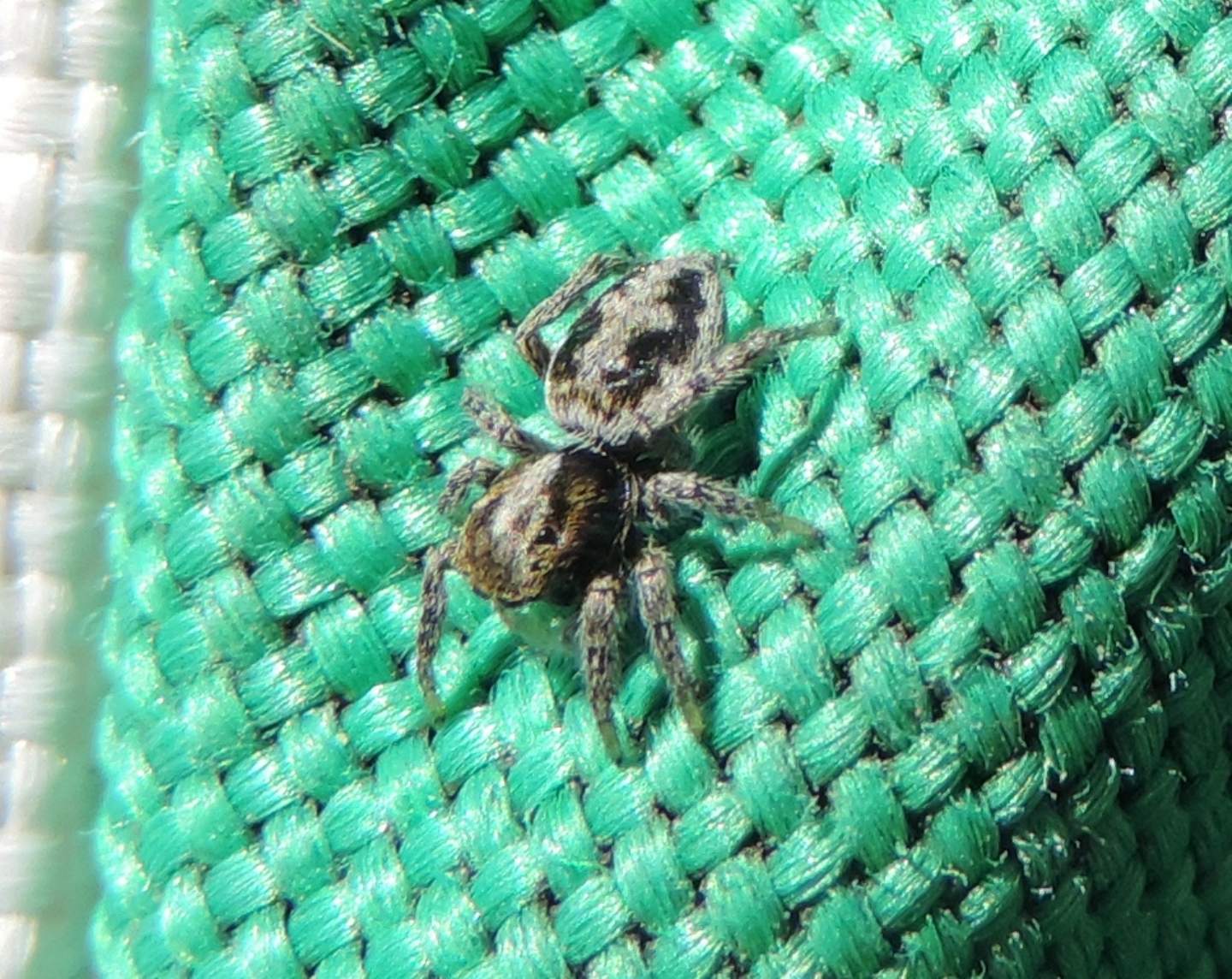 Salticidae d''alta quota