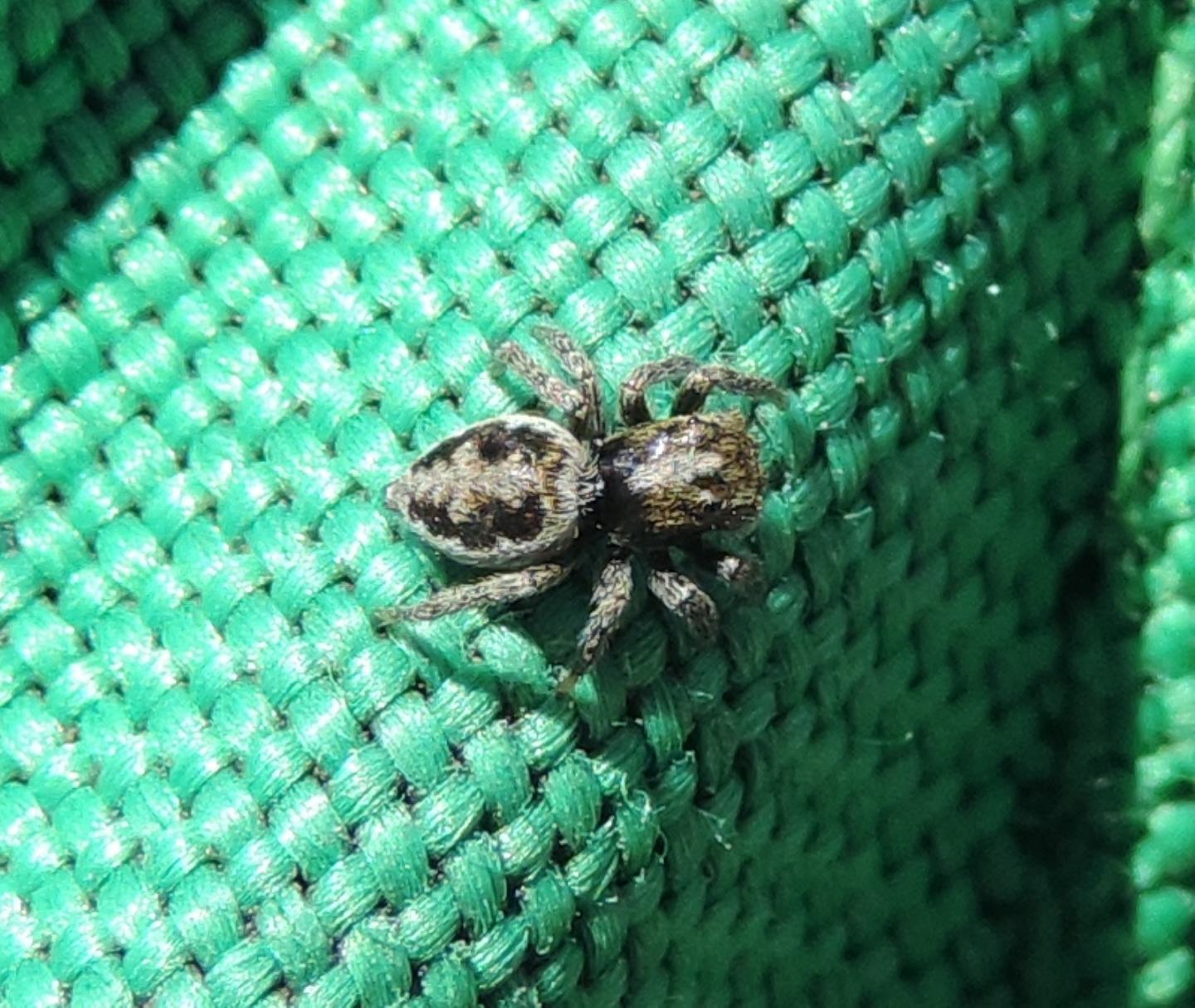 Salticidae d''alta quota