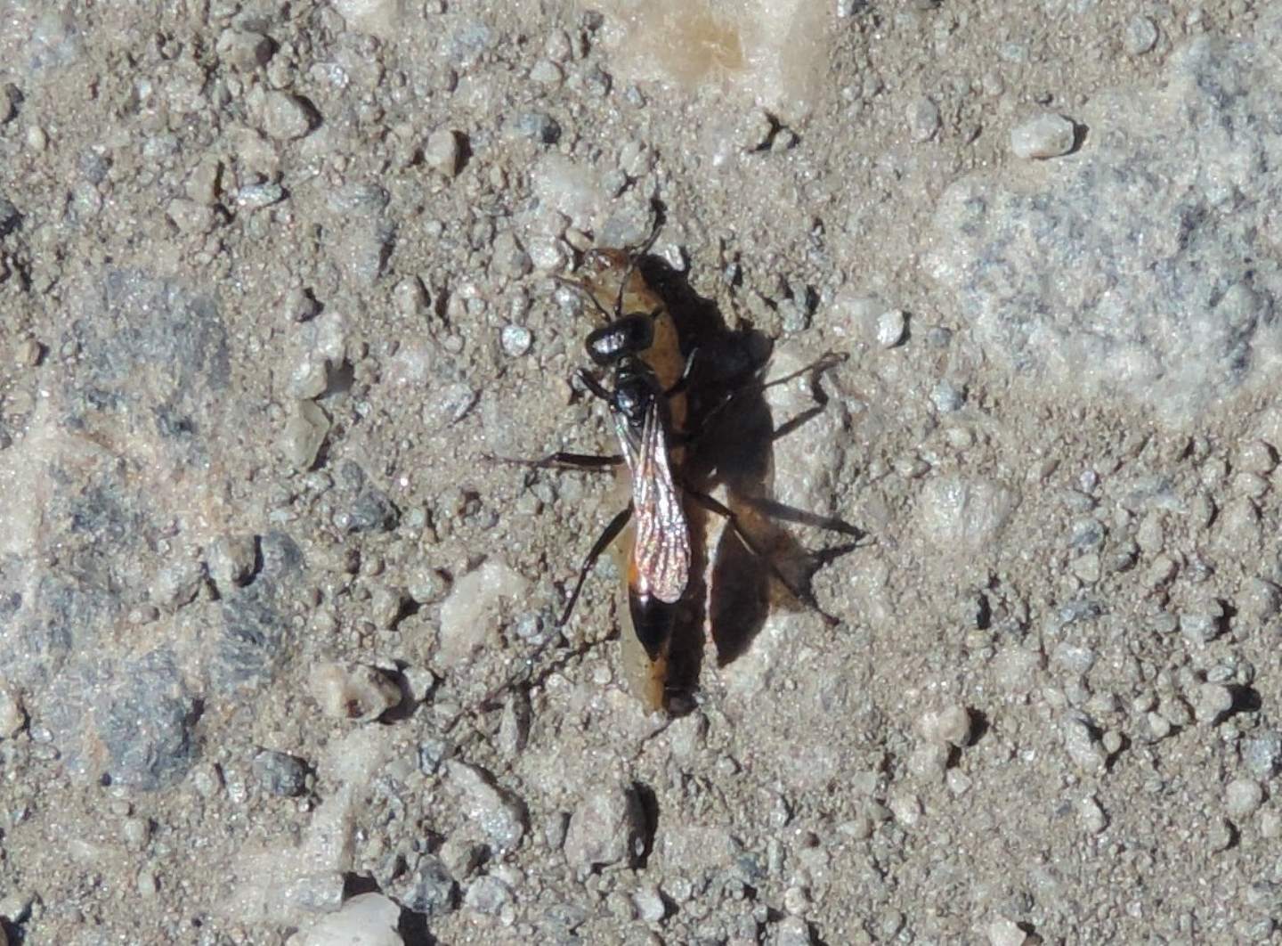 Sphecidae d''alta quota: Podalonia sp.