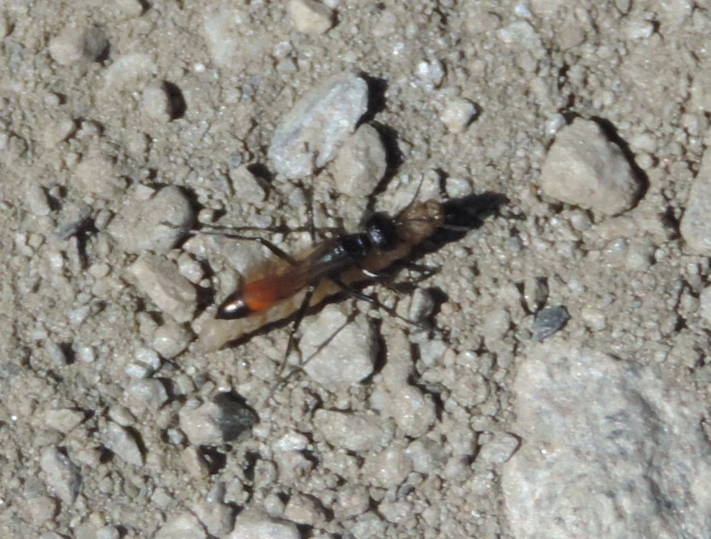 Sphecidae d''alta quota: Podalonia sp.