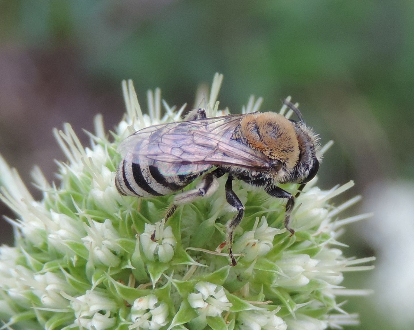 Colletes?