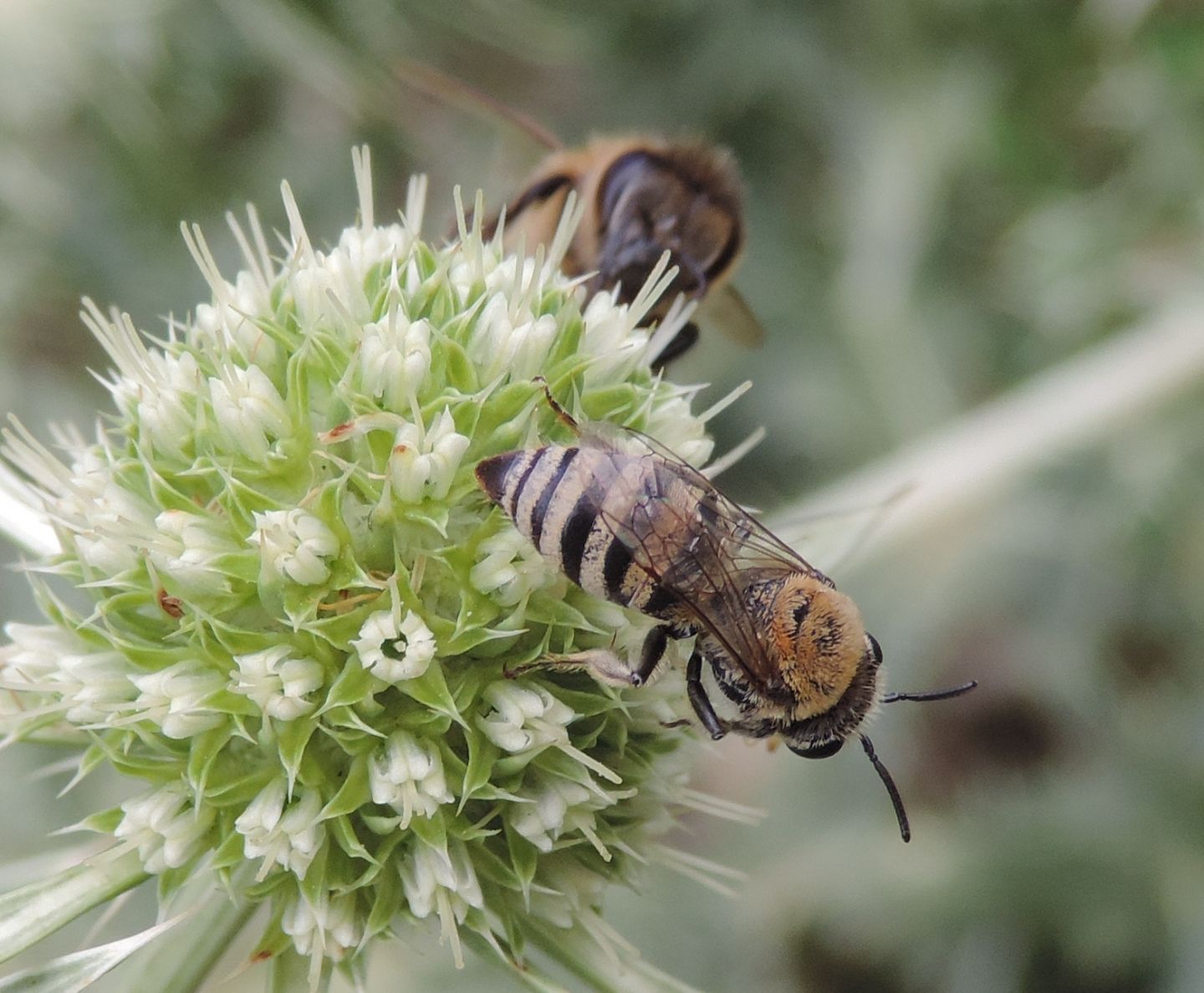 Colletes?