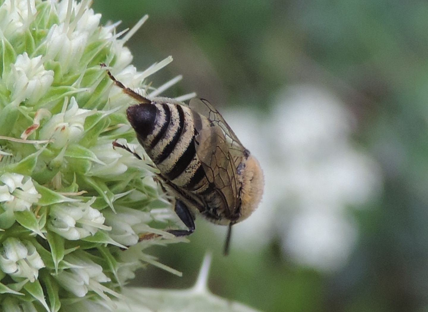 Colletes?