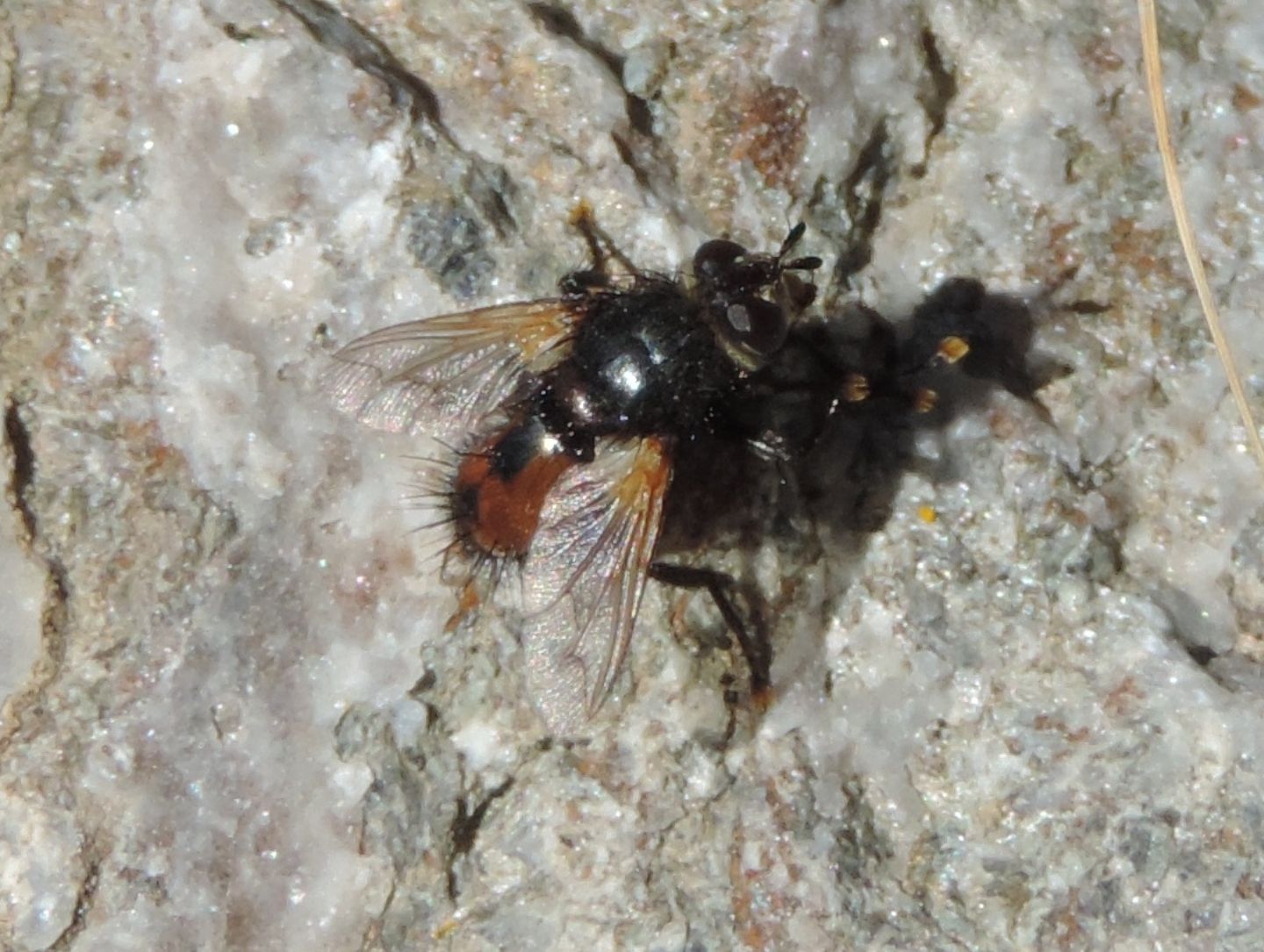 Tachinidae d''alta quota: Tachininae  ( Nowickia sp. o Peleteria sp.)