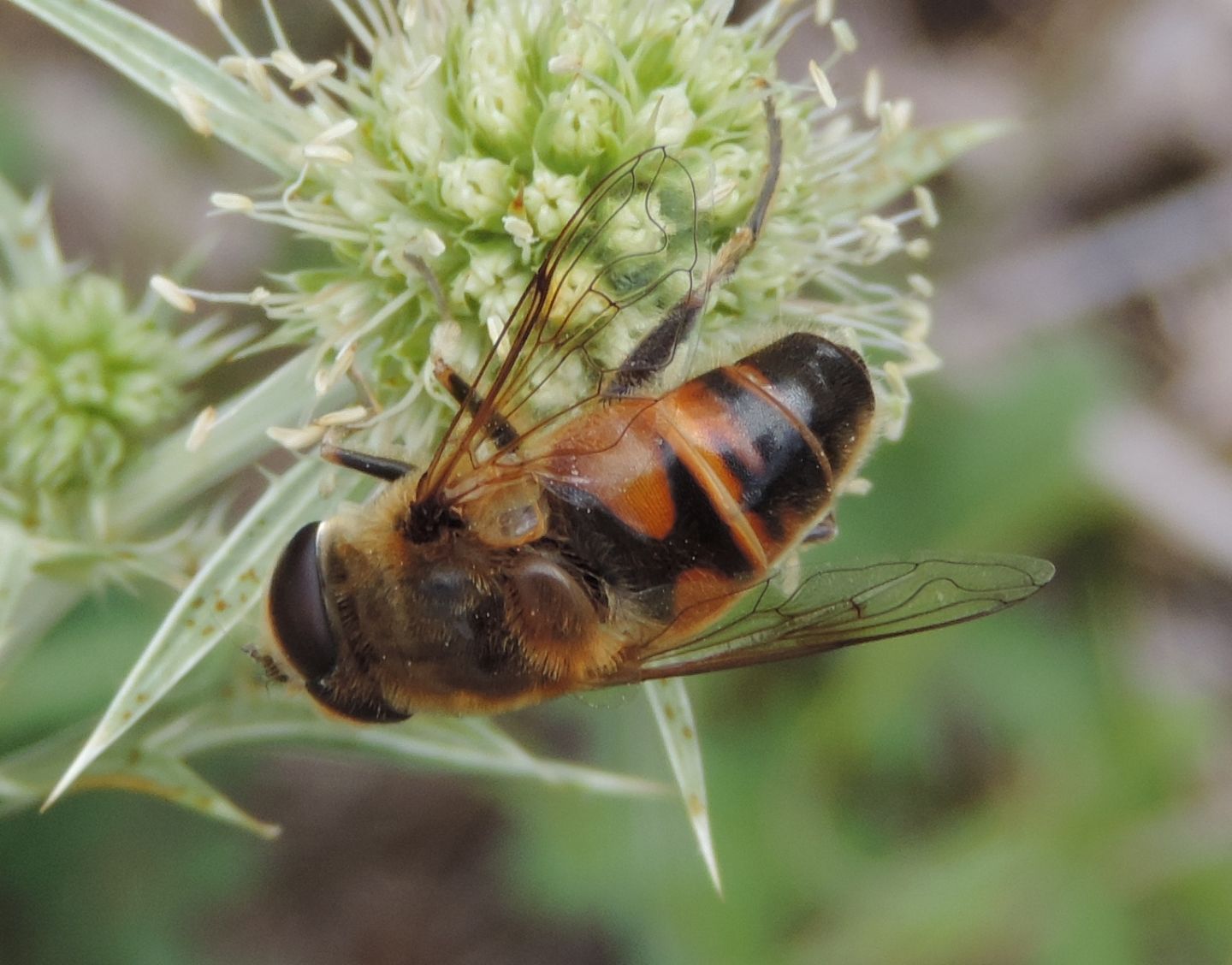 Syrphidae: Eristalis tenax, maschio