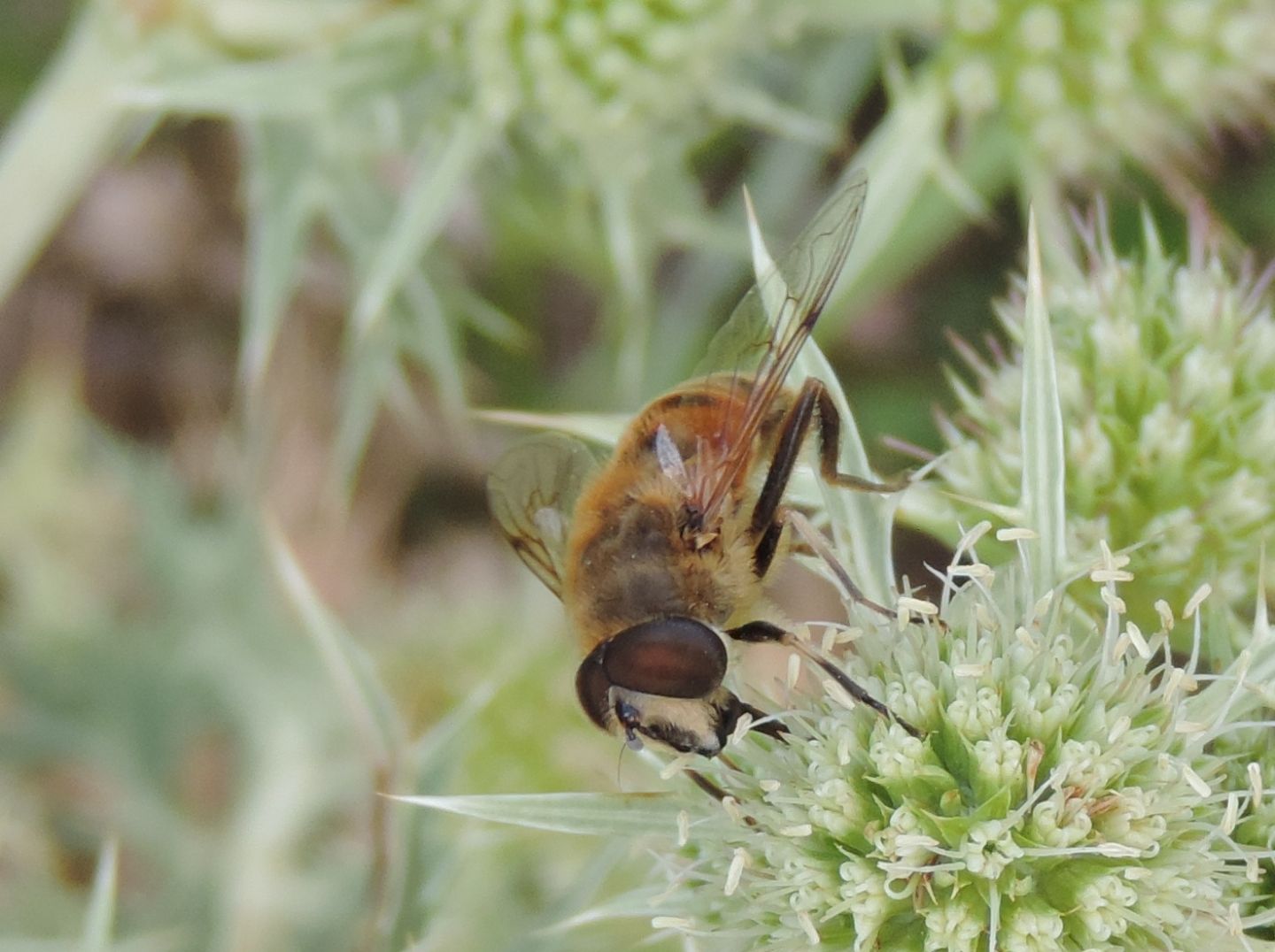 Syrphidae: Eristalis tenax, maschio