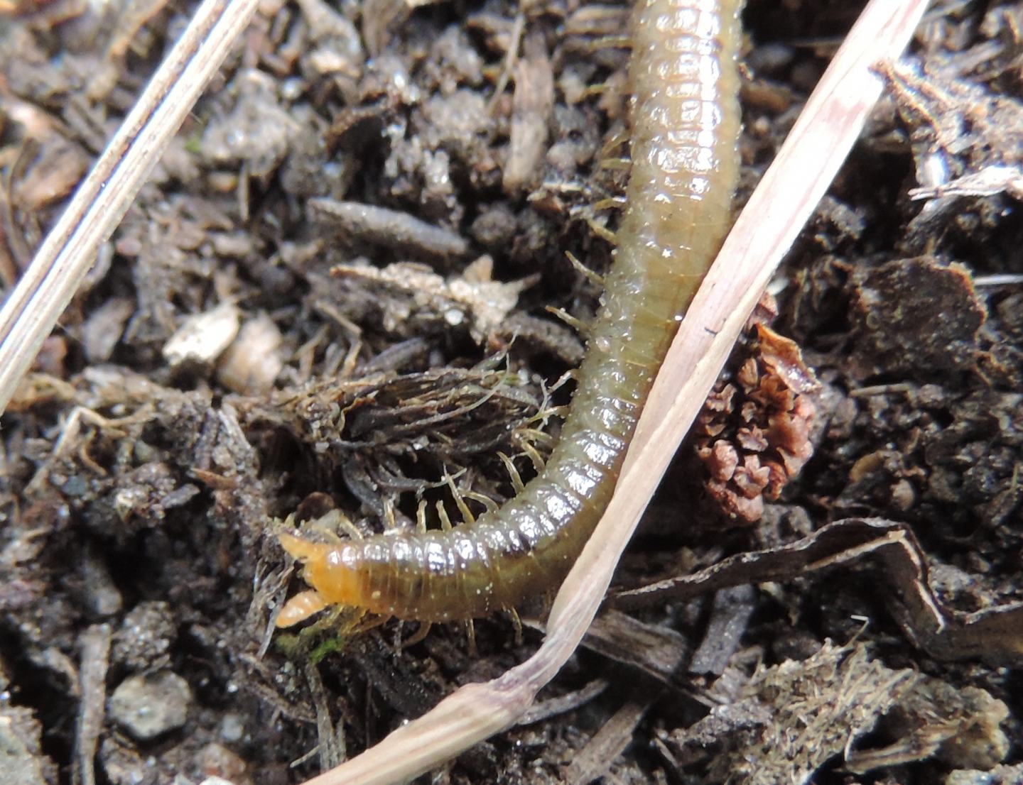 Miriapoda Geophilomorpha: cfr. Henia vesuviana ( Dignathodontidae)