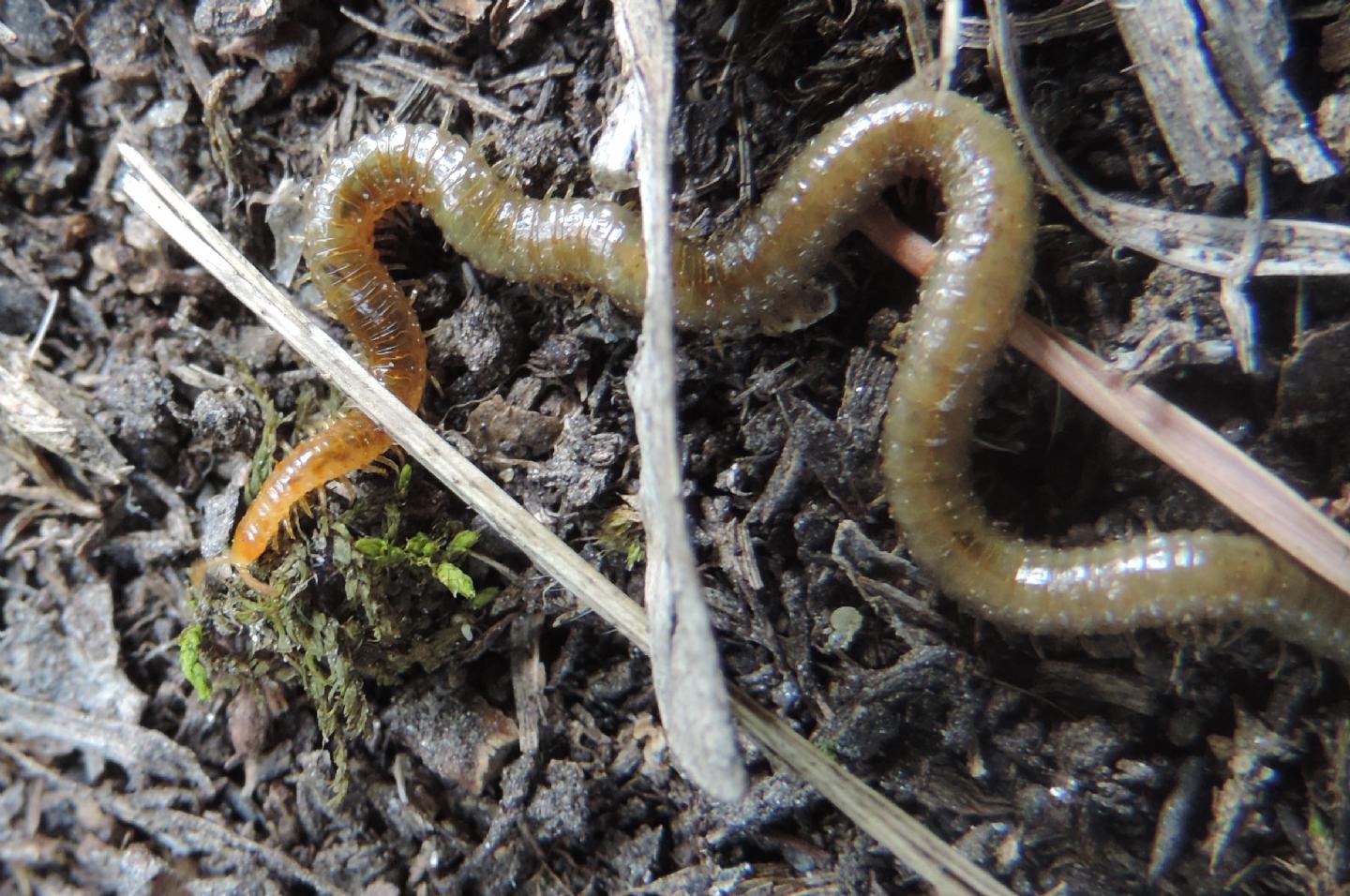 Miriapoda Geophilomorpha: cfr. Henia vesuviana ( Dignathodontidae)