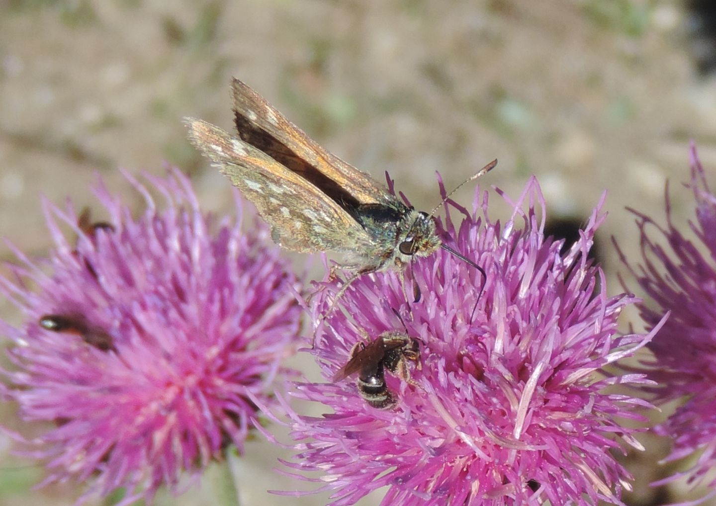 Hesperia comma?  S !