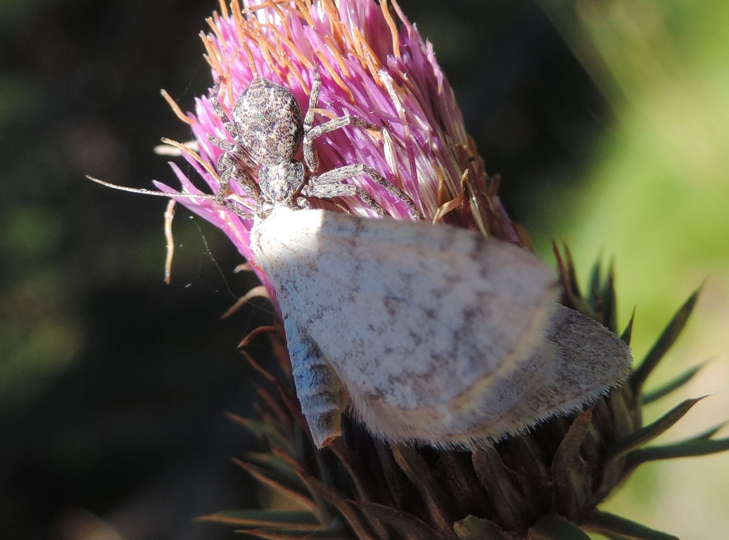 Mesotype verberata?