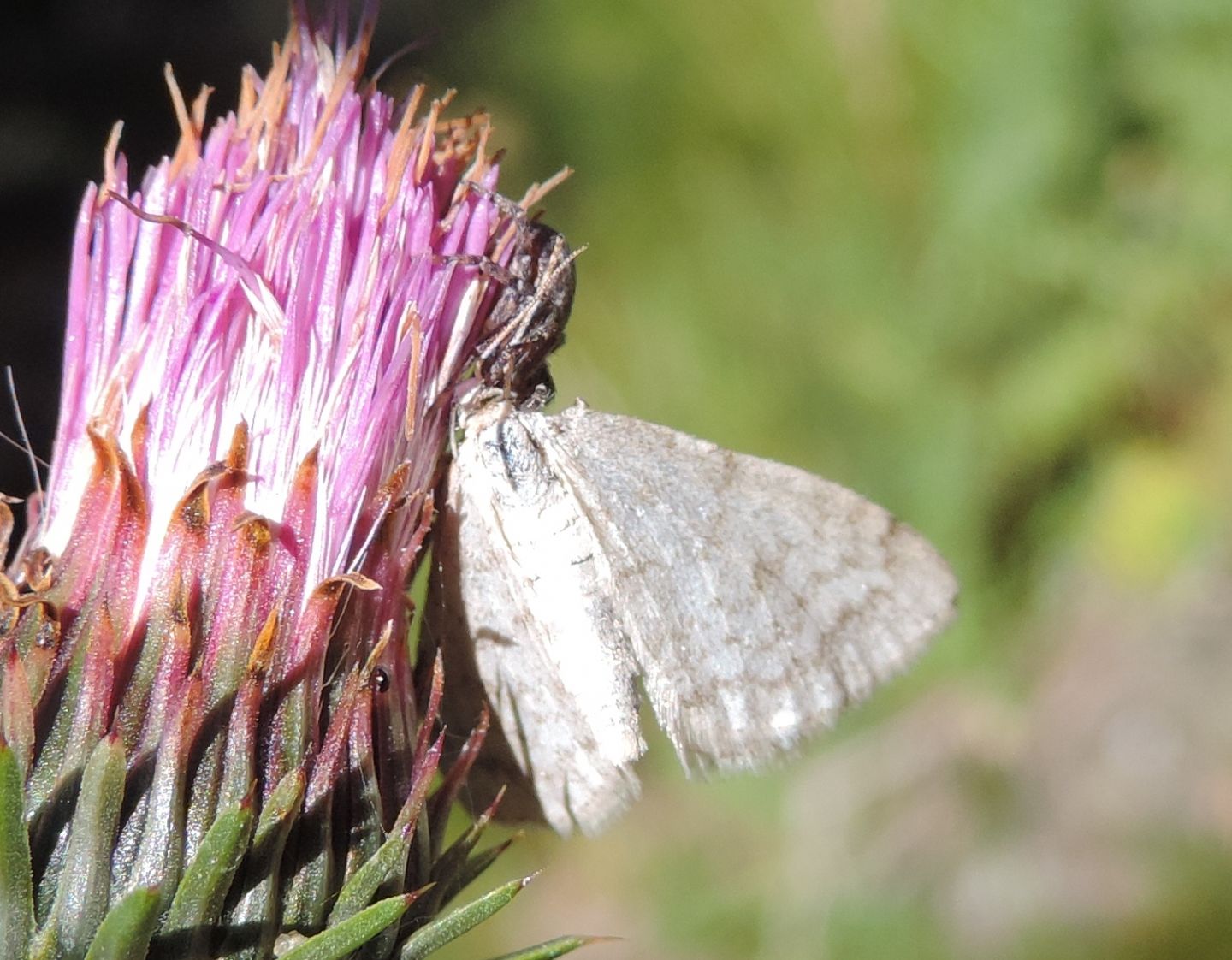 Mesotype verberata?