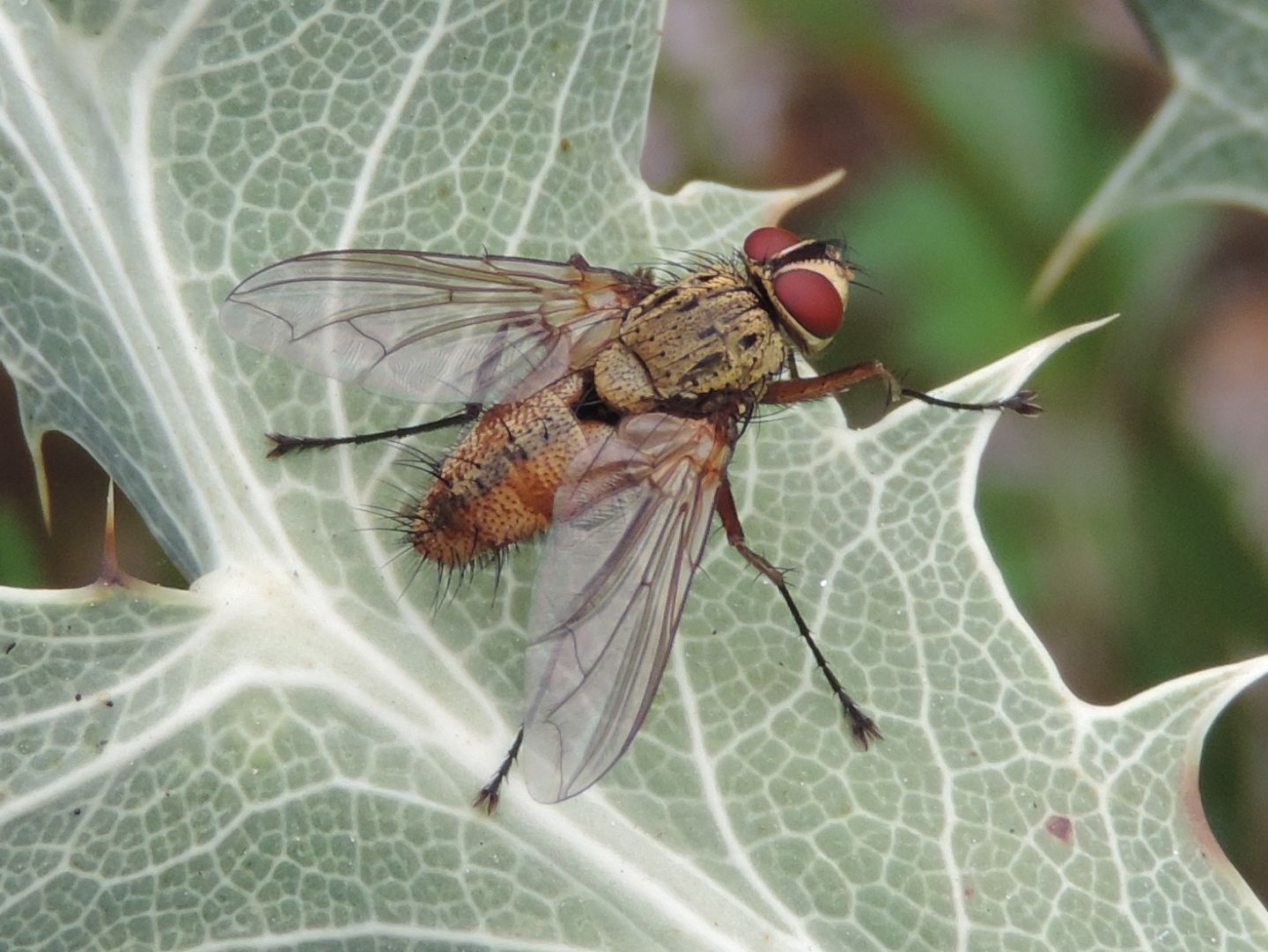 Tachinidae? Si, Dexia rustica